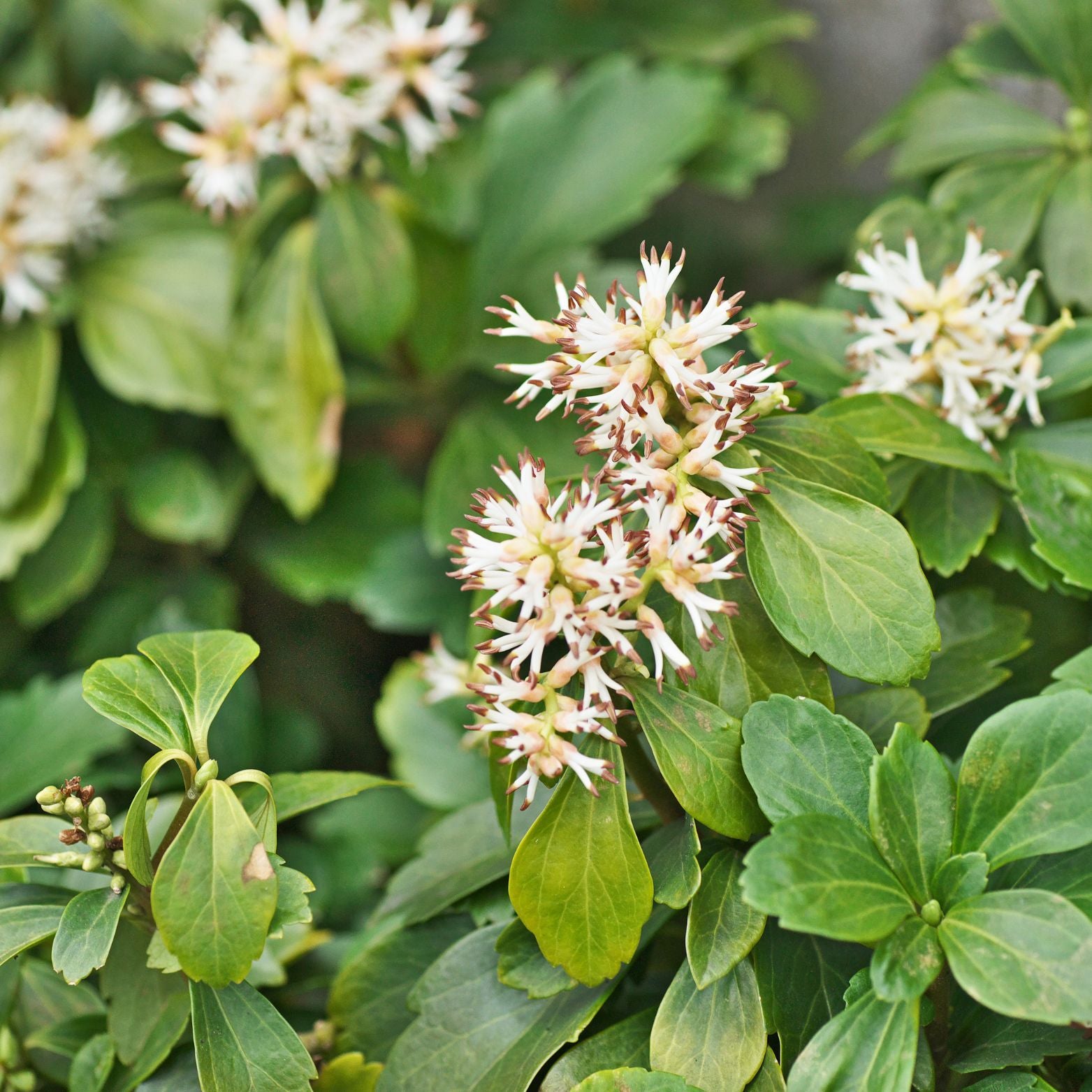 PACHYSANDRA TERMINALIS Runianka japońska