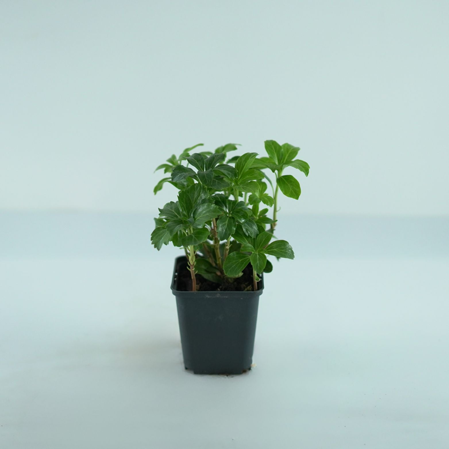 PACHYSANDRA TERMINALIS Runianka japońska