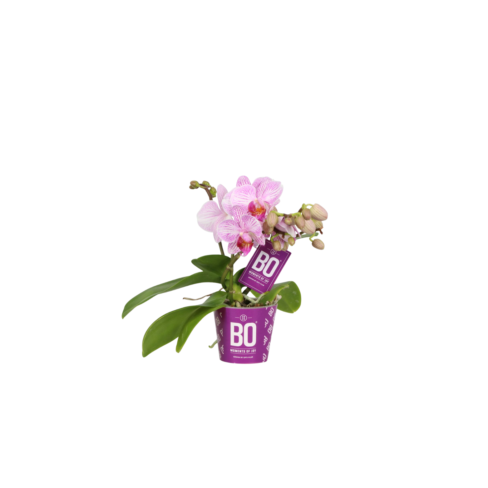 PHALAENOPSIS MULTIFLORA 'PINK CANDY' Storczyk