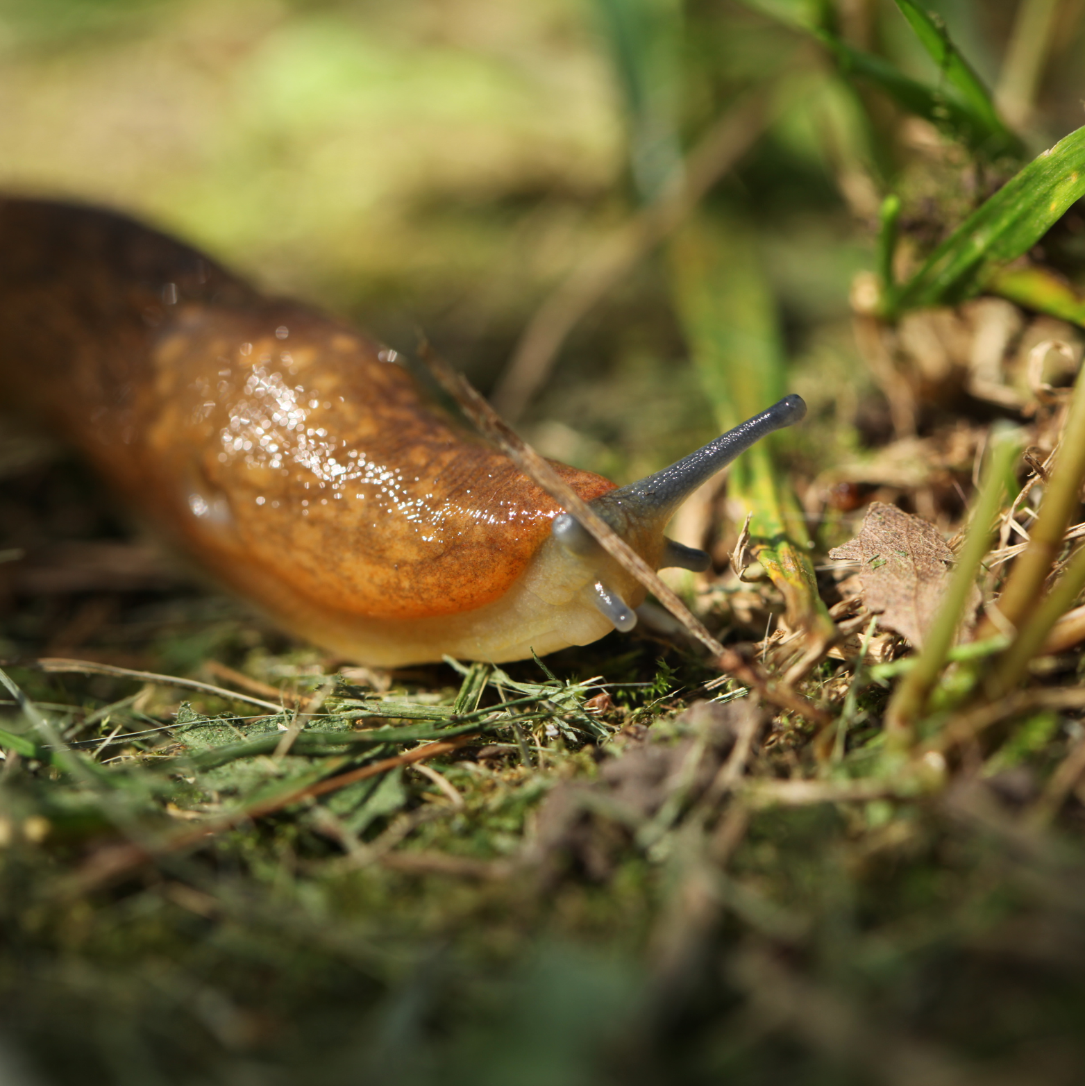 Hortorus