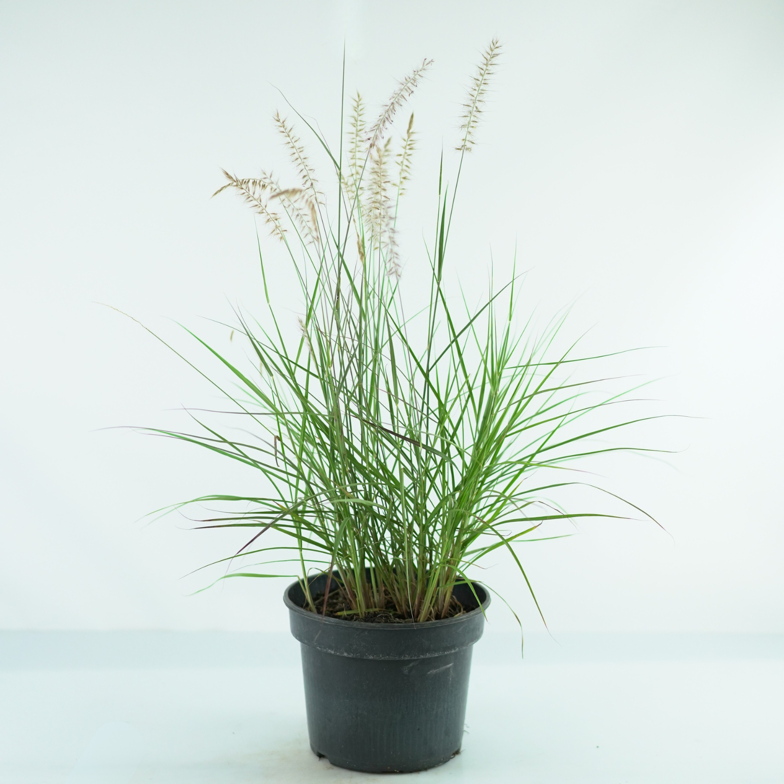 PENNISETUM ORIENTALE 'JS Dance With Me' Rozplenica Wschodnia
