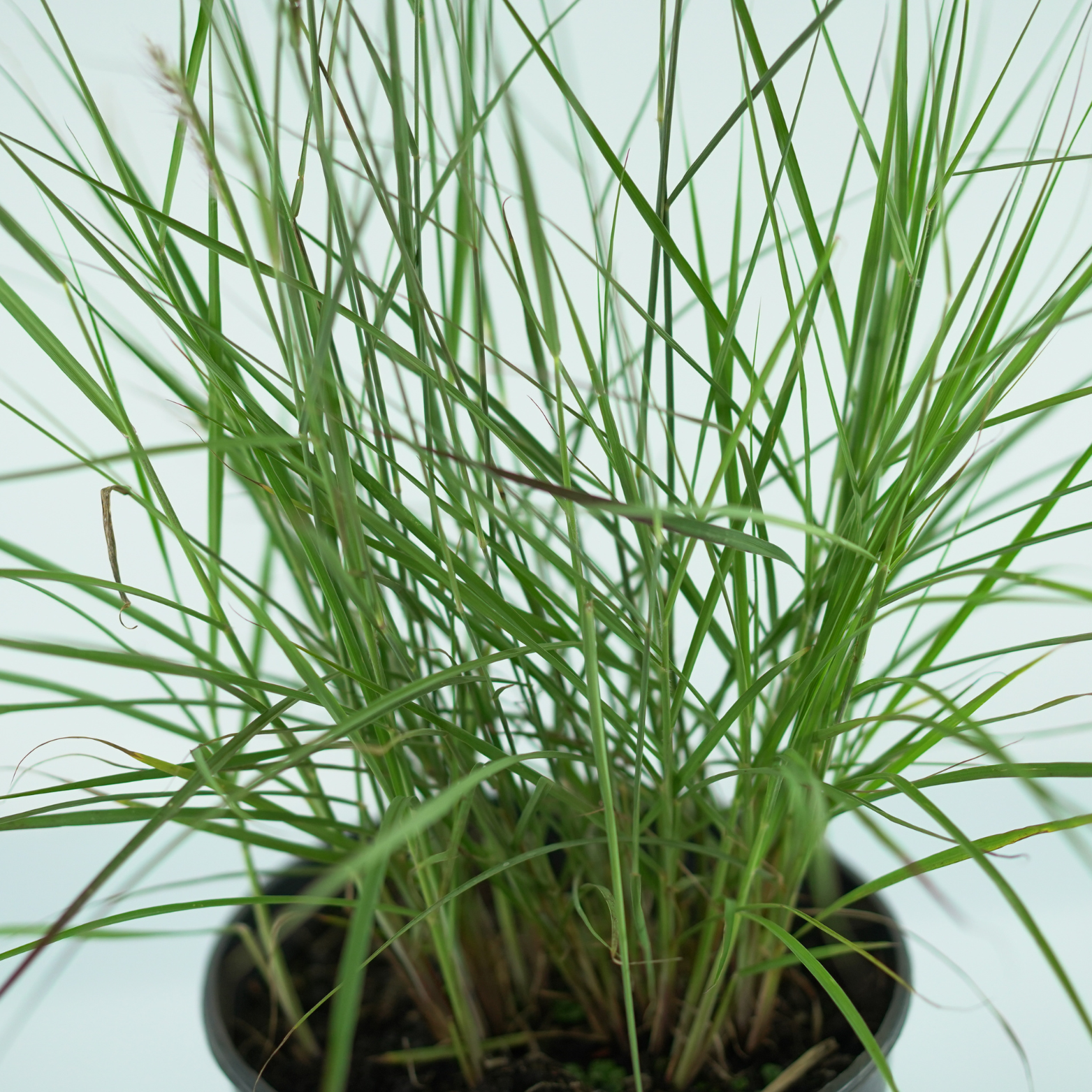 PENNISETUM ORIENTALE 'JS Dance With Me' Rozplenica Wschodnia