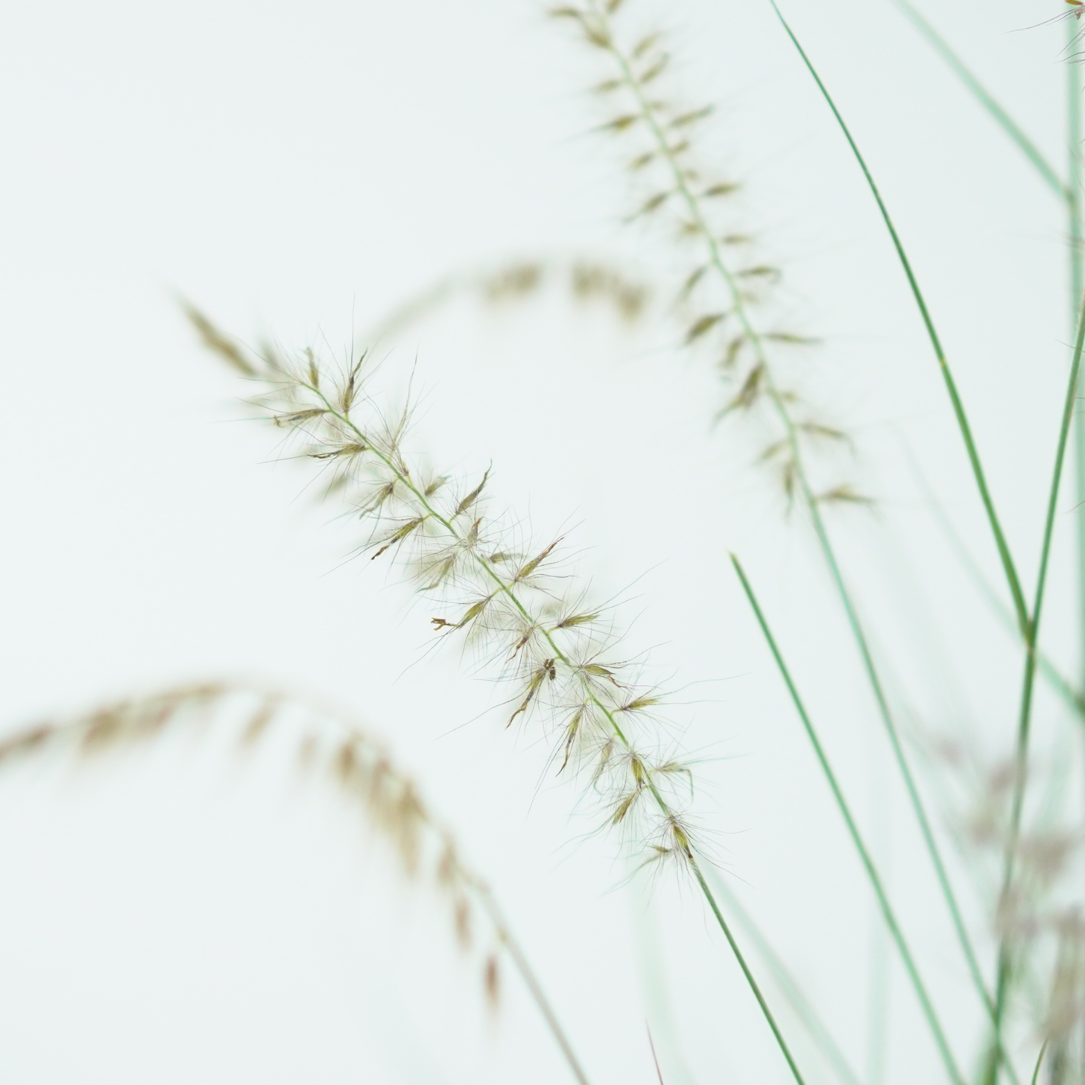 PENNISETUM ORIENTALE 'JS Dance With Me' Rozplenica Wschodnia