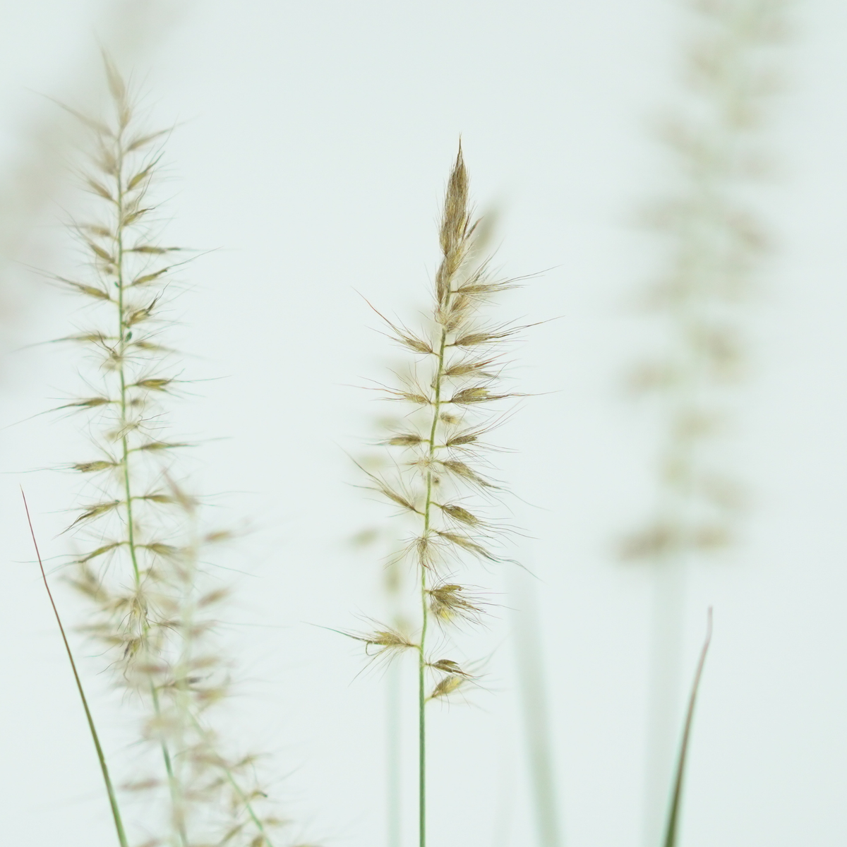 PENNISETUM ORIENTALE 'JS Dance With Me' Rozplenica Wschodnia