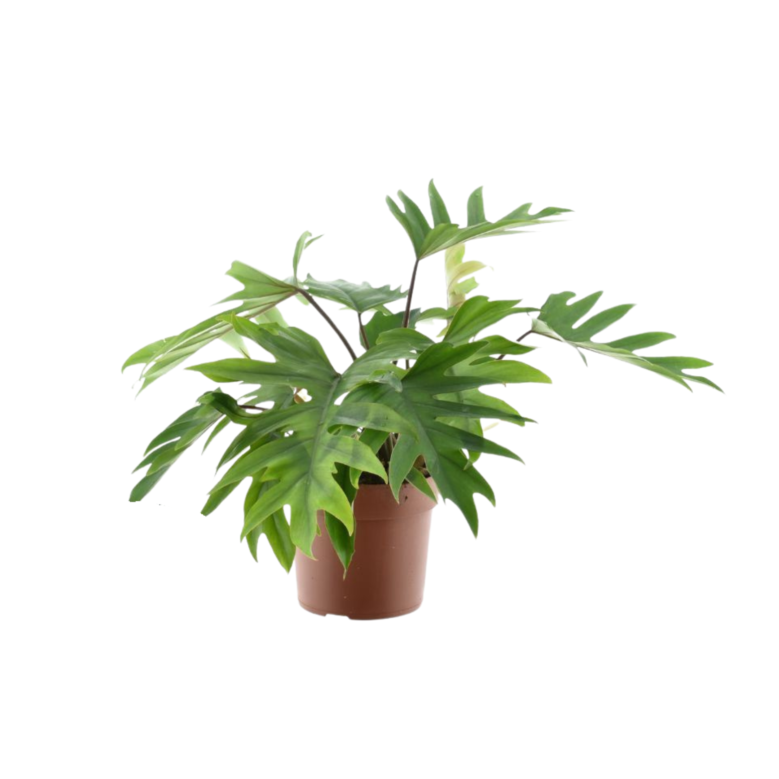 PHILODENDRON 'MAYOI' Filodendron