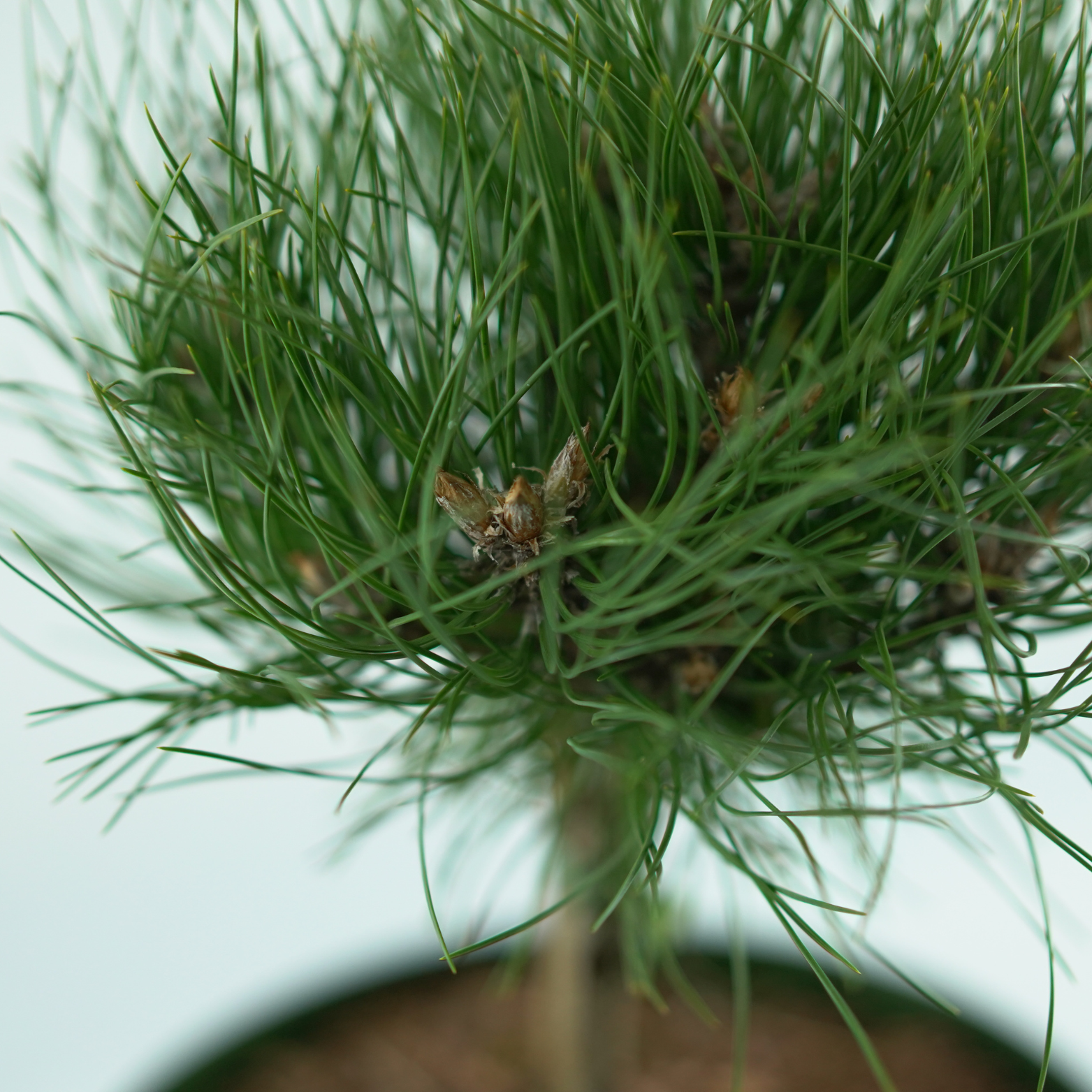 Pinus Nigra 'Marie Briegon' Sosna czarna na pniu