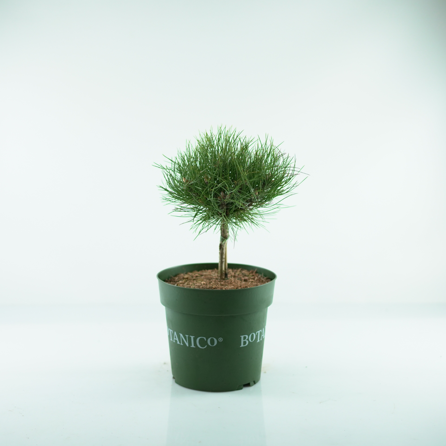 Pinus Nigra 'Marie Briegon' Sosna czarna na pniu