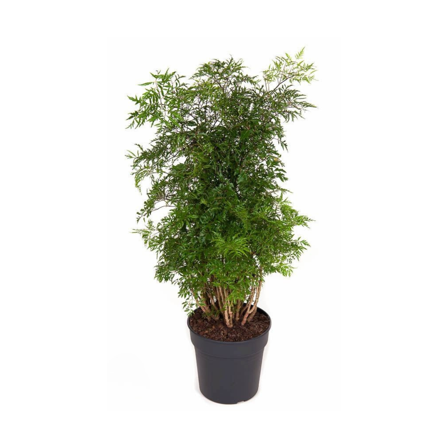 POLYSCIAS
