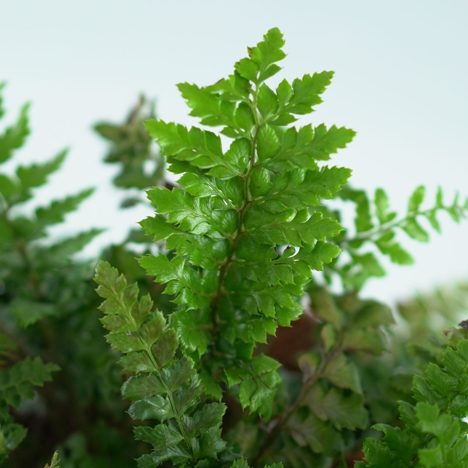 POLYSTICHUM POLYBLEPHARUM Paprotnik japoński