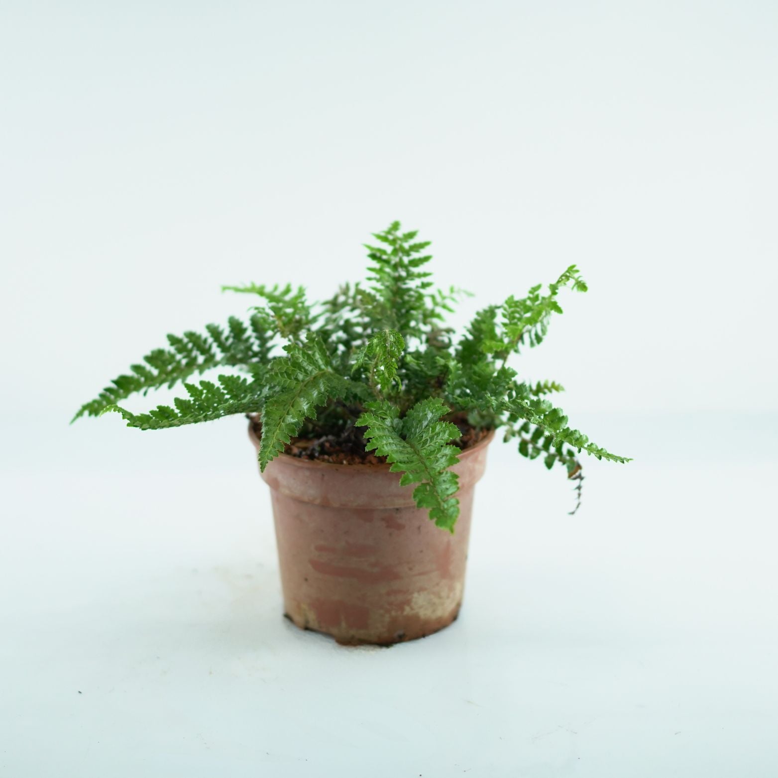 POLYSTICHUM POLYBLEPHARUM Paprotnik japoński