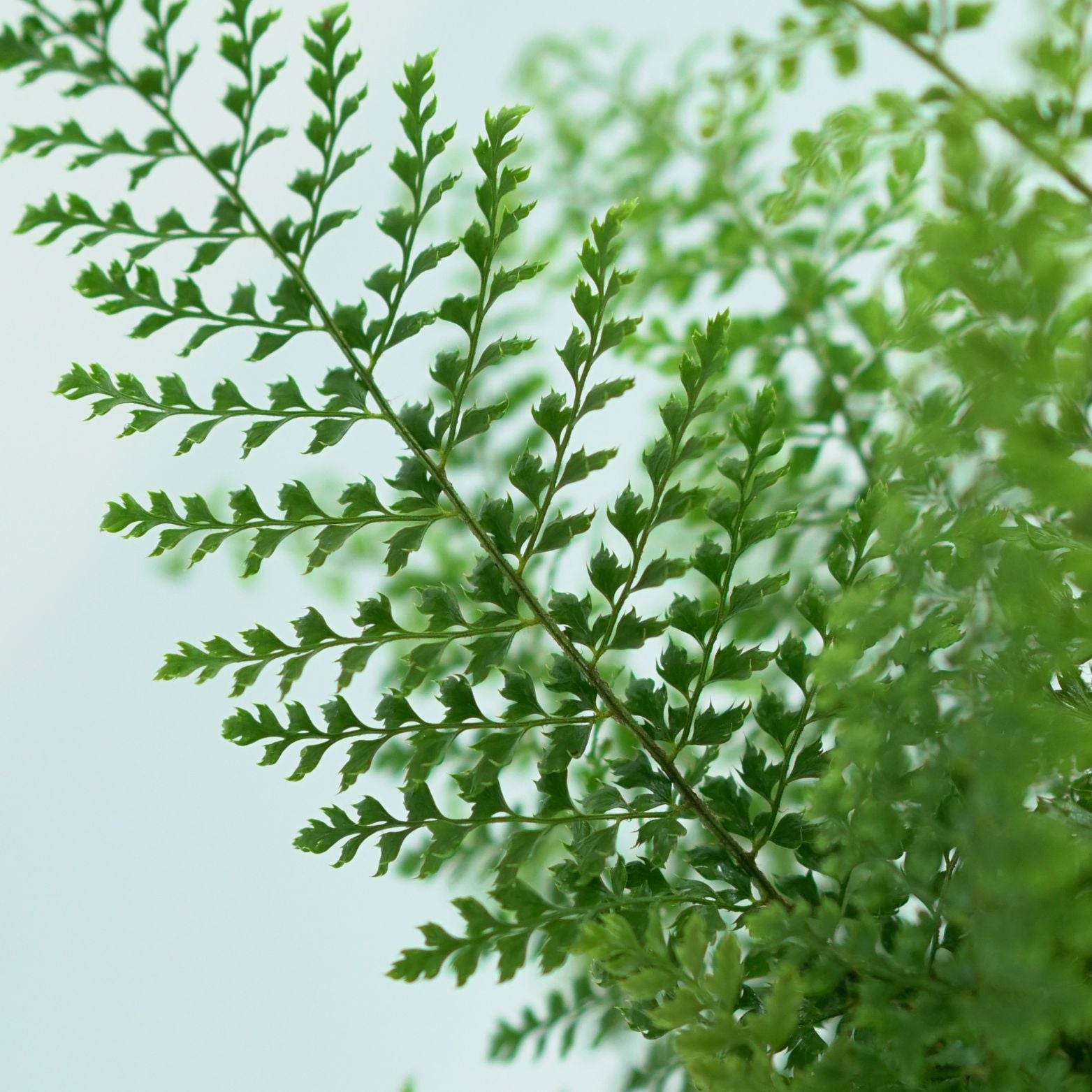 POLYSTICHUM SETIFERUM 'Herrenhausen' Paprotnik