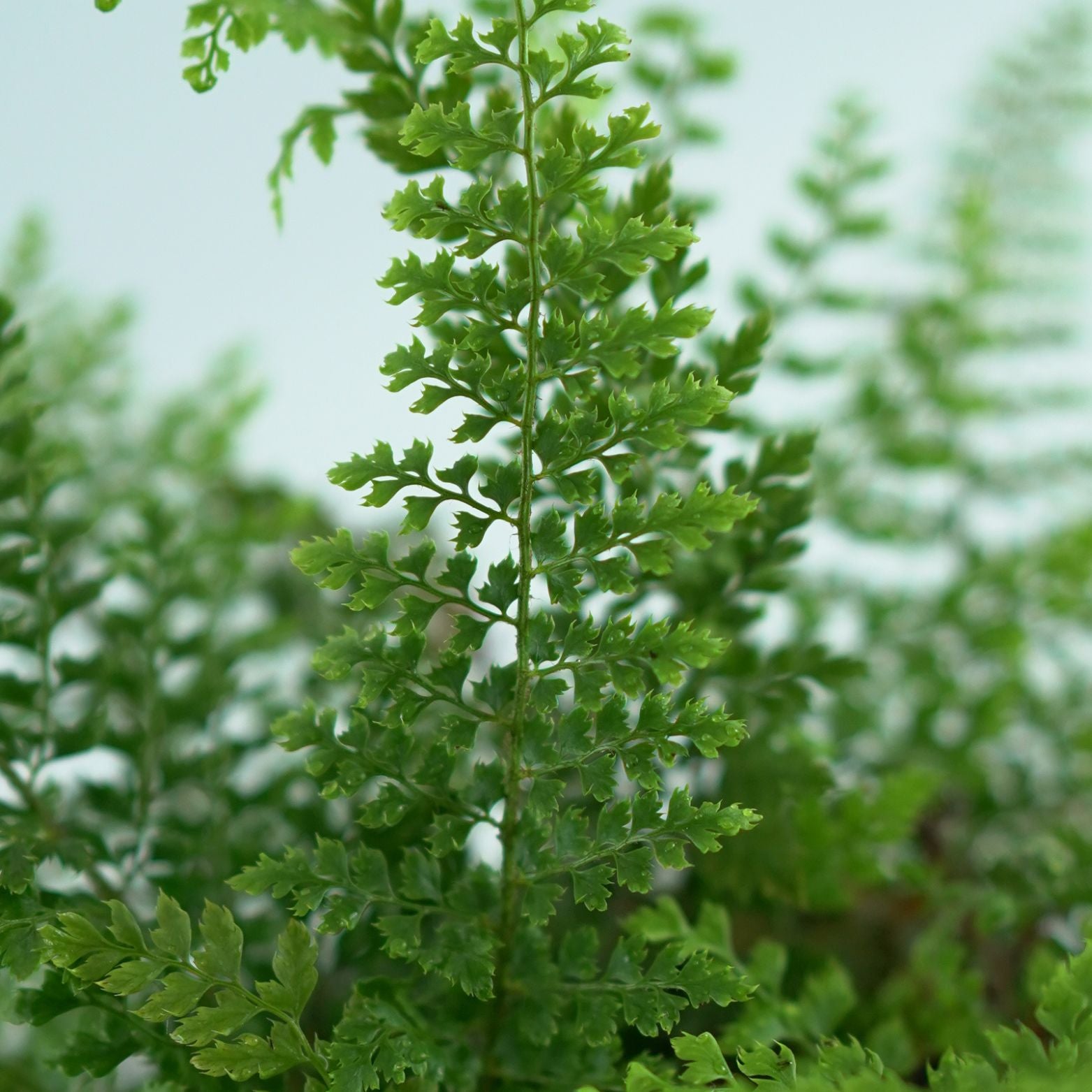 POLYSTICHUM SETIFERUM 'Herrenhausen' Paprotnik
