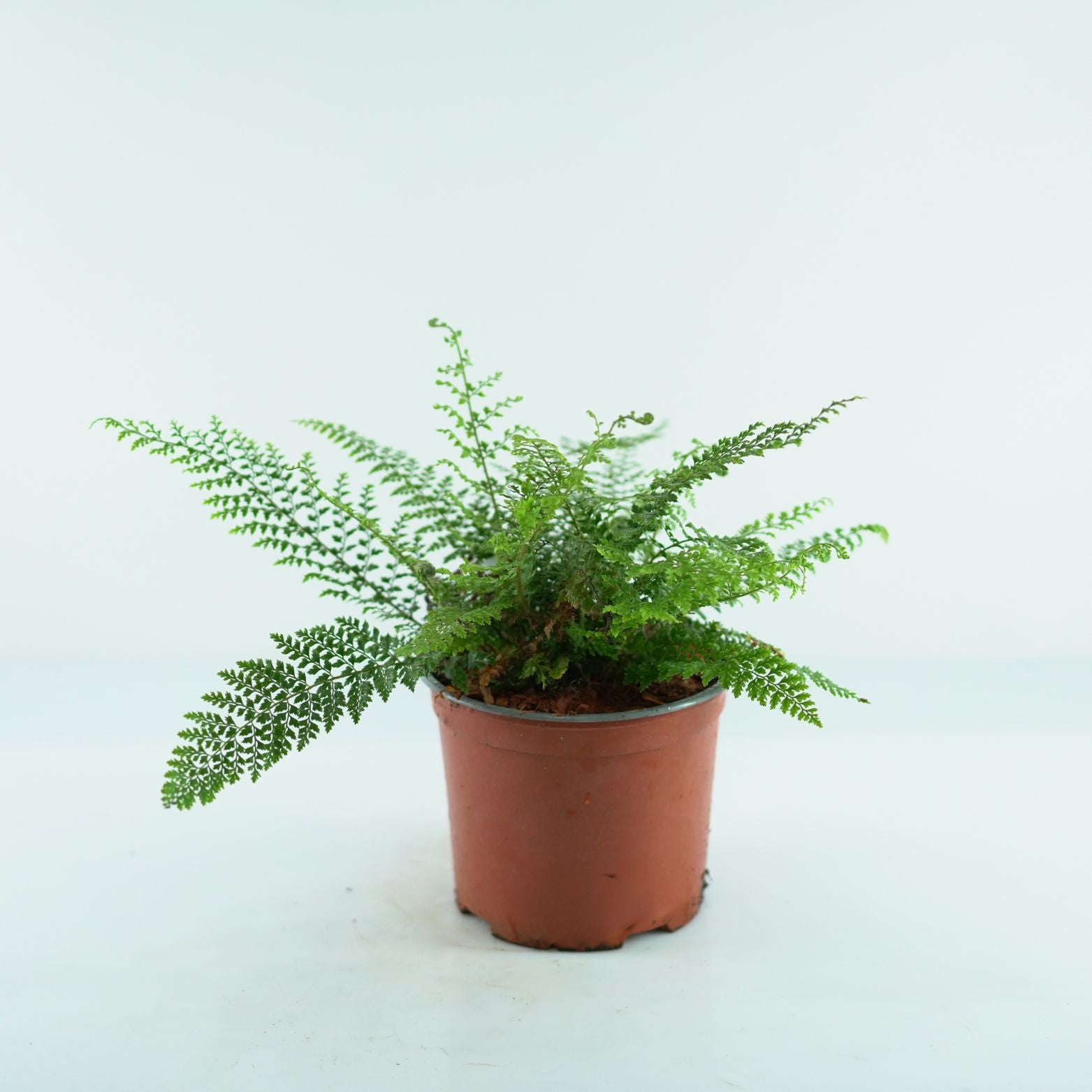 POLYSTICHUM SETIFERUM 'Herrenhausen' Paprotnik
