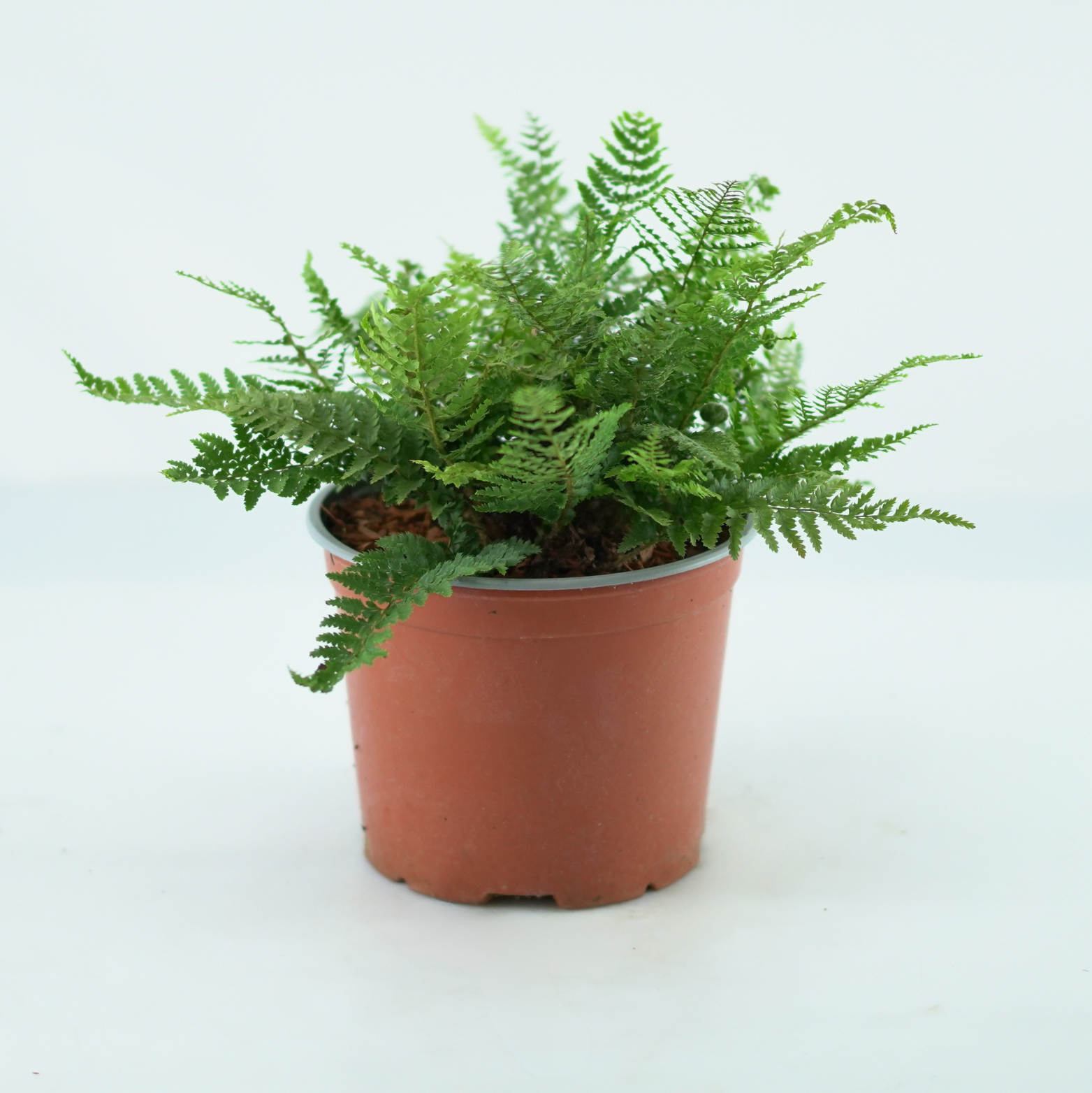 POLYSTICHUM SETIFERUM 'Dahlem' Paprotnik