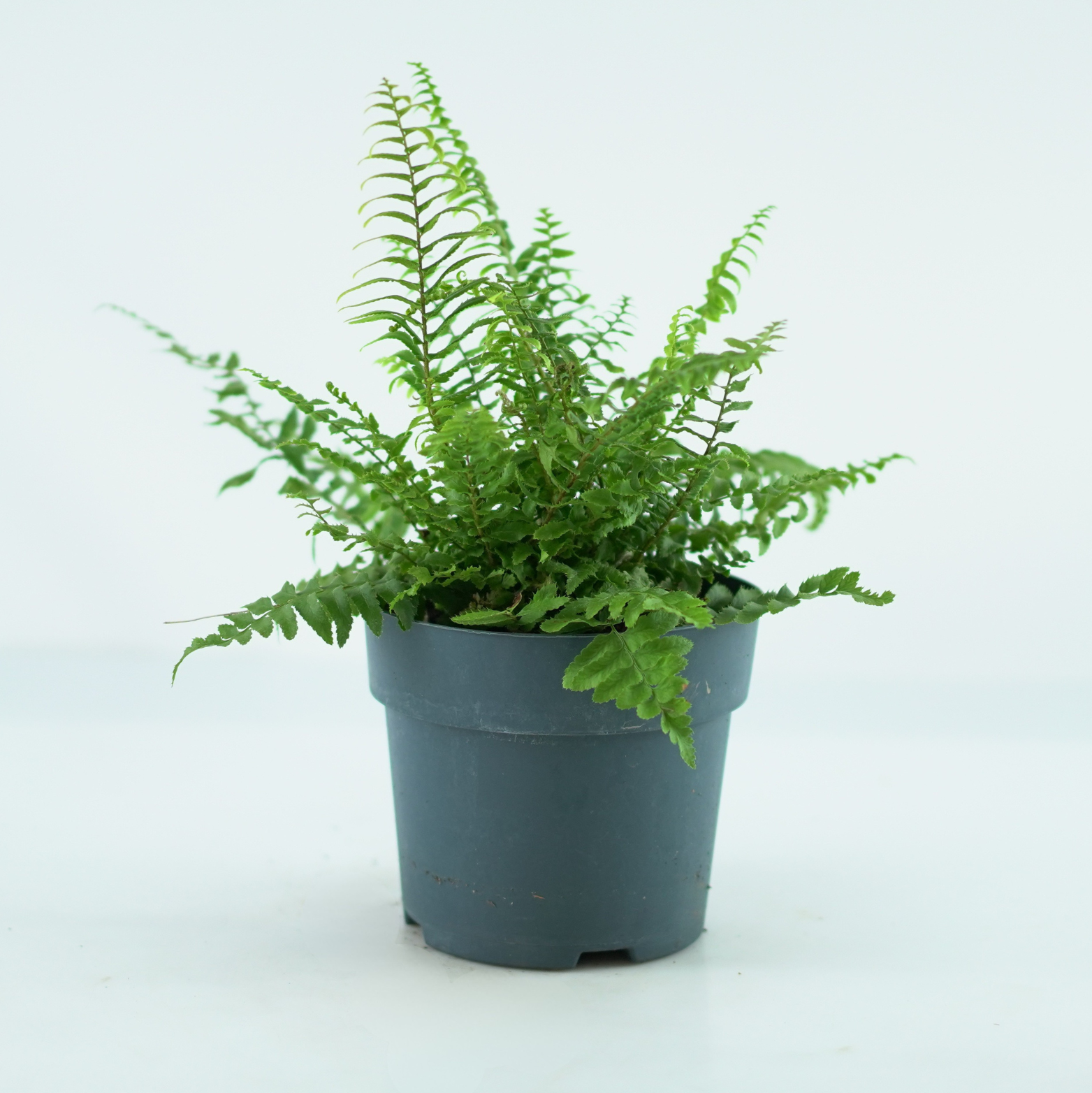 POLYSTICHUM MUNITUM Paprotnik zachodni