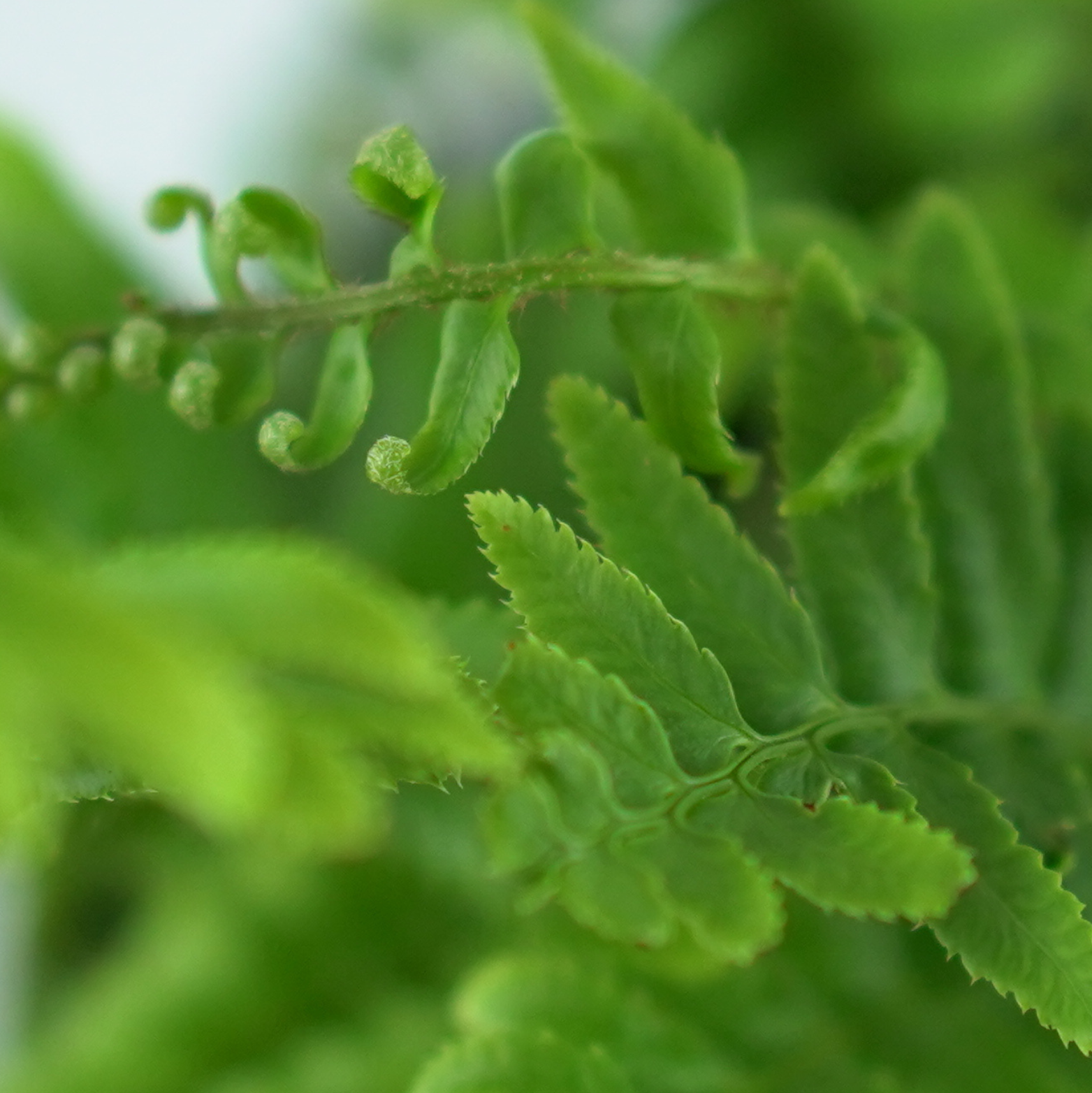 POLYSTICHUM MUNITUM Paprotnik zachodni