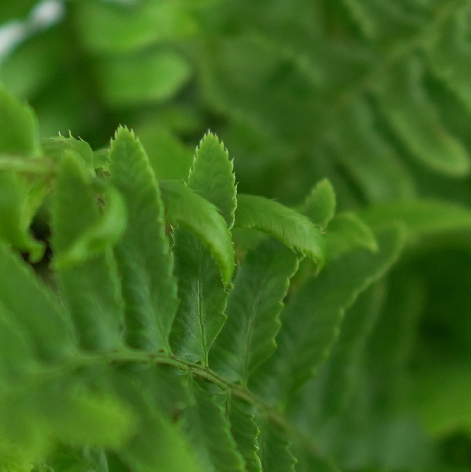 POLYSTICHUM MUNITUM Paprotnik zachodni