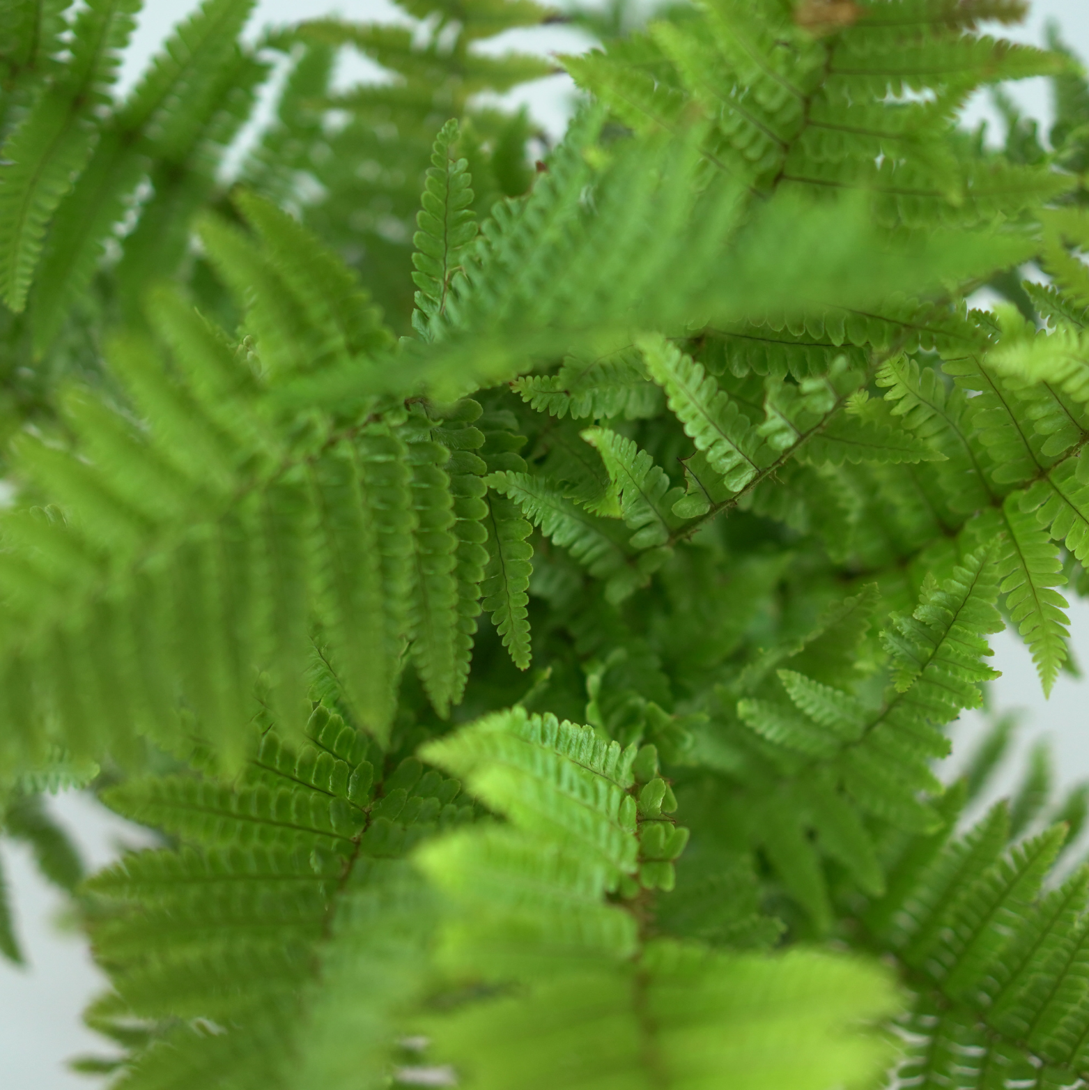POLYSTICHUM SETIFERUM 'Congestum' Paprotnik