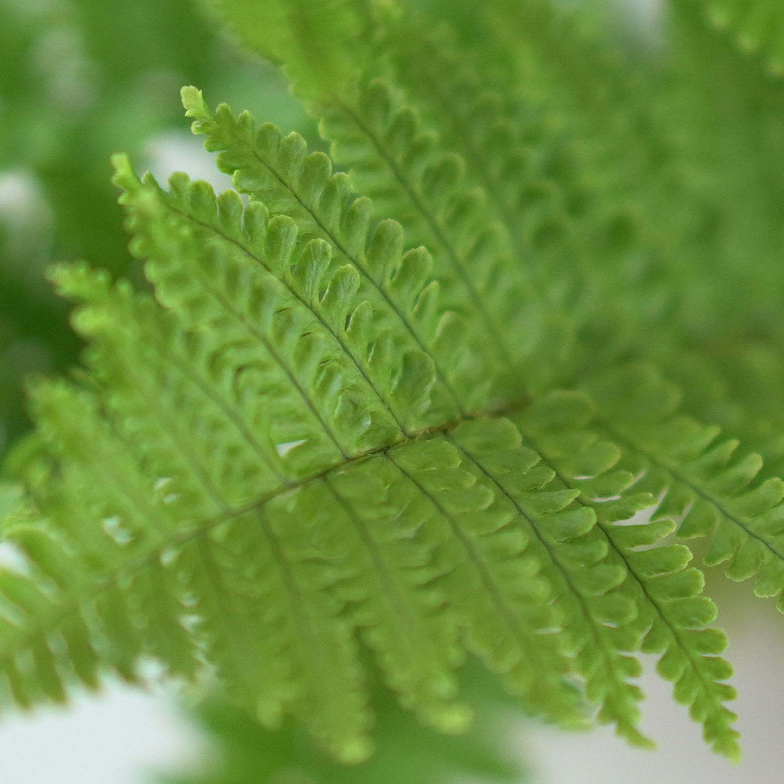 POLYSTICHUM SETIFERUM 'Congestum' Paprotnik