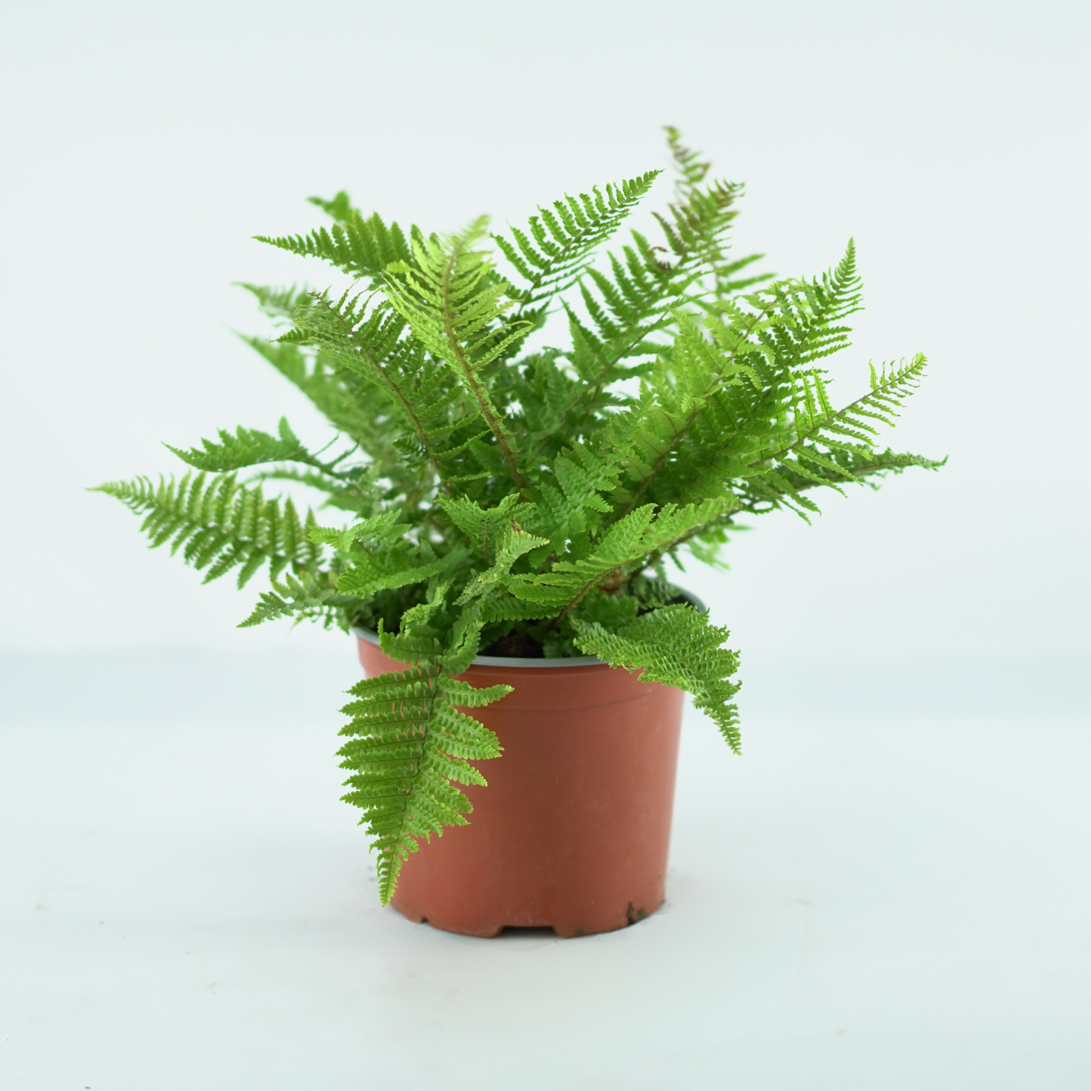 POLYSTICHUM SETIFERUM 'Congestum' Paprotnik