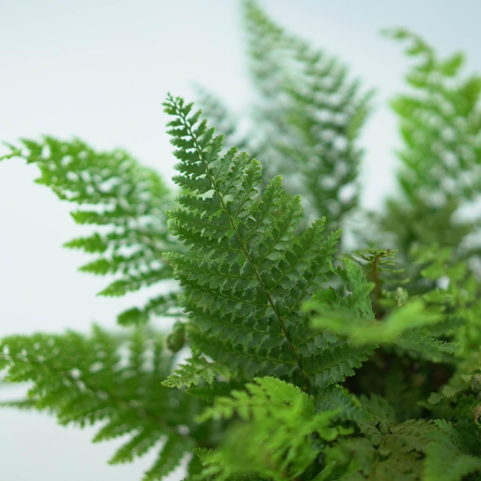 POLYSTICHUM SETIFERUM 'Dahlem' Paprotnik