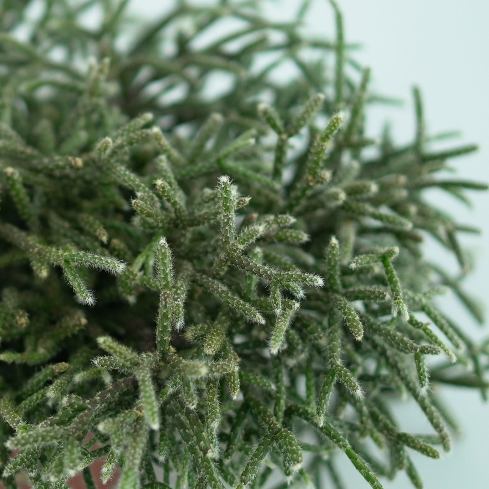RHIPSALIS PILOCARPA Patyczak włochaty
