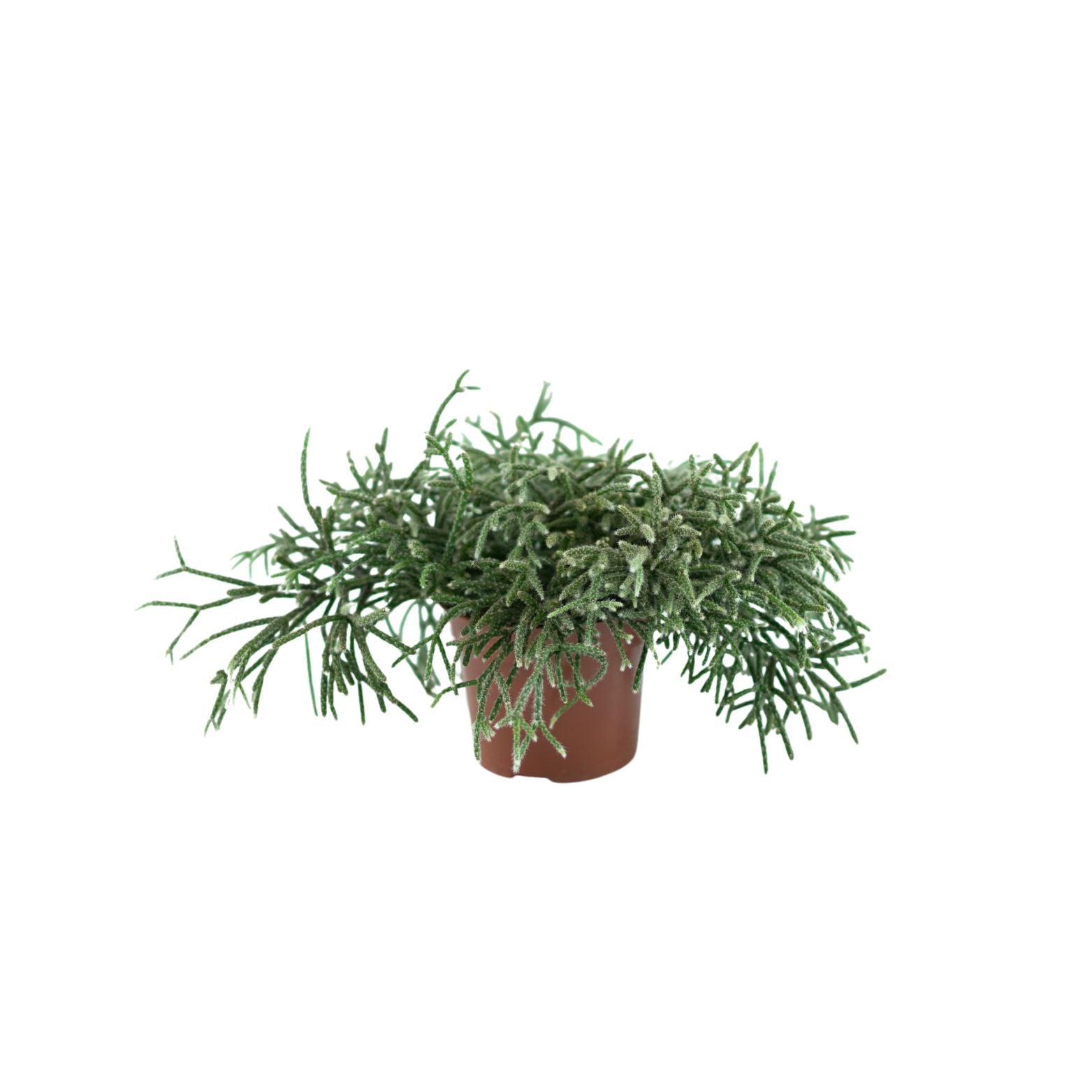RHIPSALIS PILOCARPA Patyczak włochaty