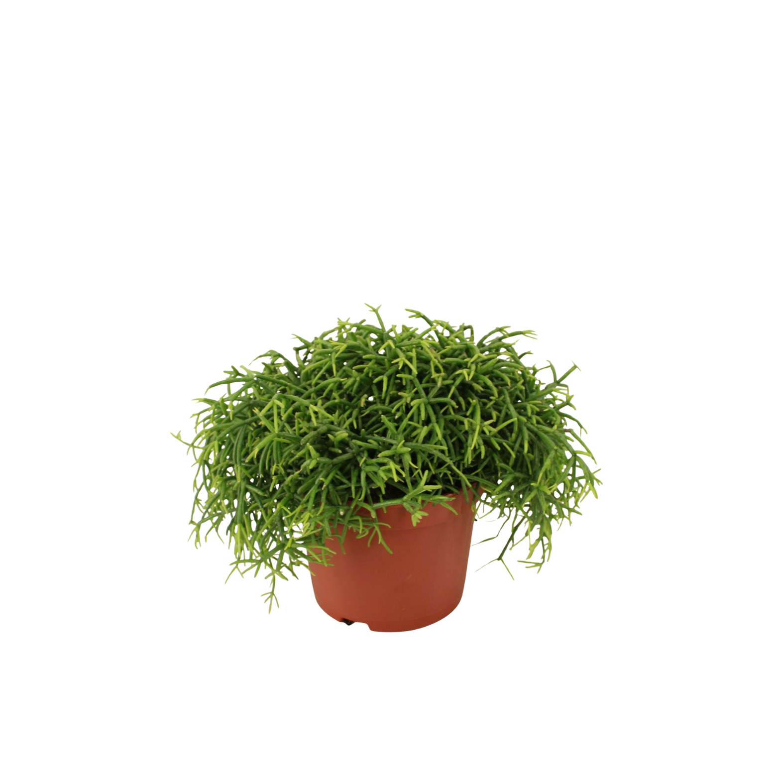 RHIPSALIS BACCIFERA 'OASIS' Patyczak