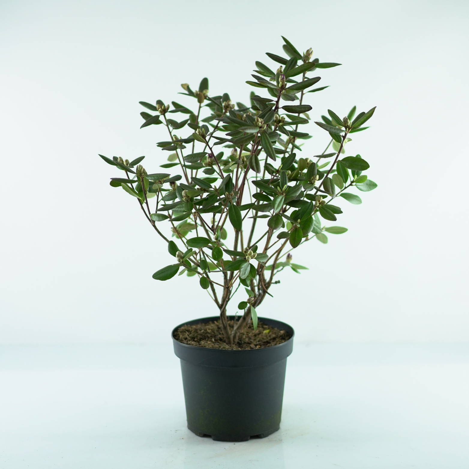 RHODODENDRON CAROLINIANUM 'P.J.MEZITT' Rododendron Różanecznik