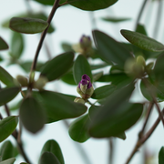 RHODODENDRON CAROLINIANUM 'P.J.MEZITT' Rododendron Różanecznik