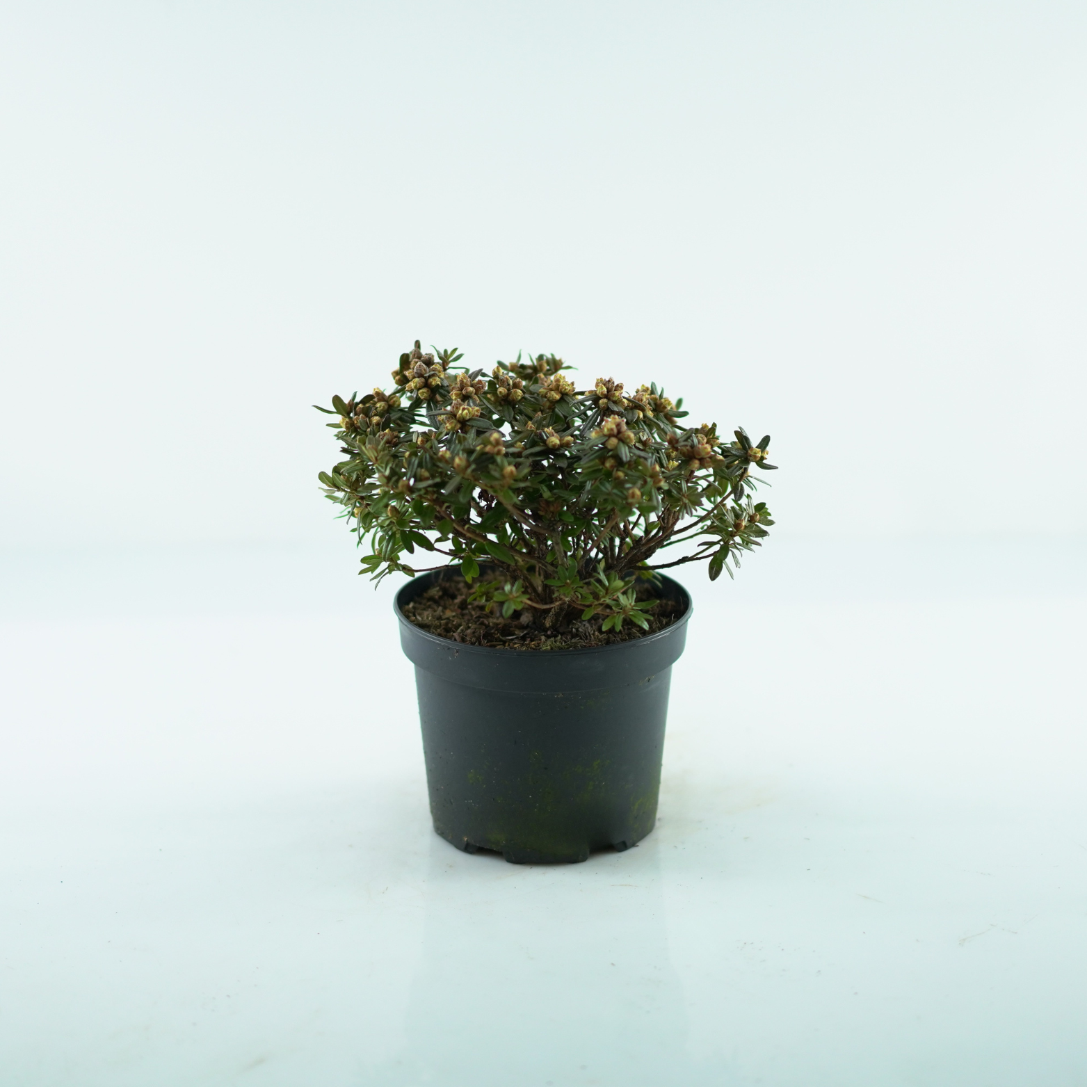 RHODODENDRON IMPEDITUM 'RONNY' Różanecznik gęsty