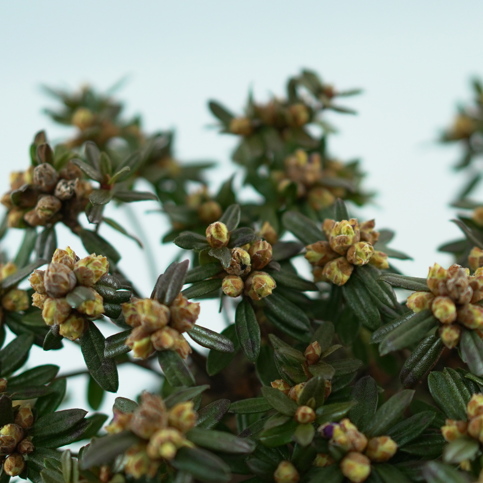 RHODODENDRON IMPEDITUM 'RONNY' Różanecznik gęsty