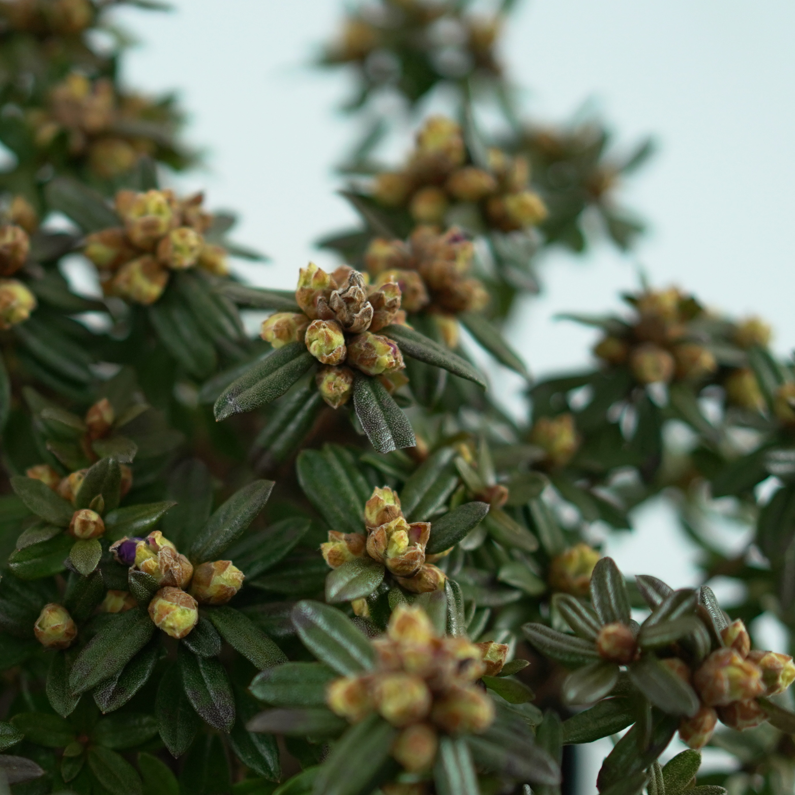 RHODODENDRON IMPEDITUM 'RONNY' Różanecznik gęsty