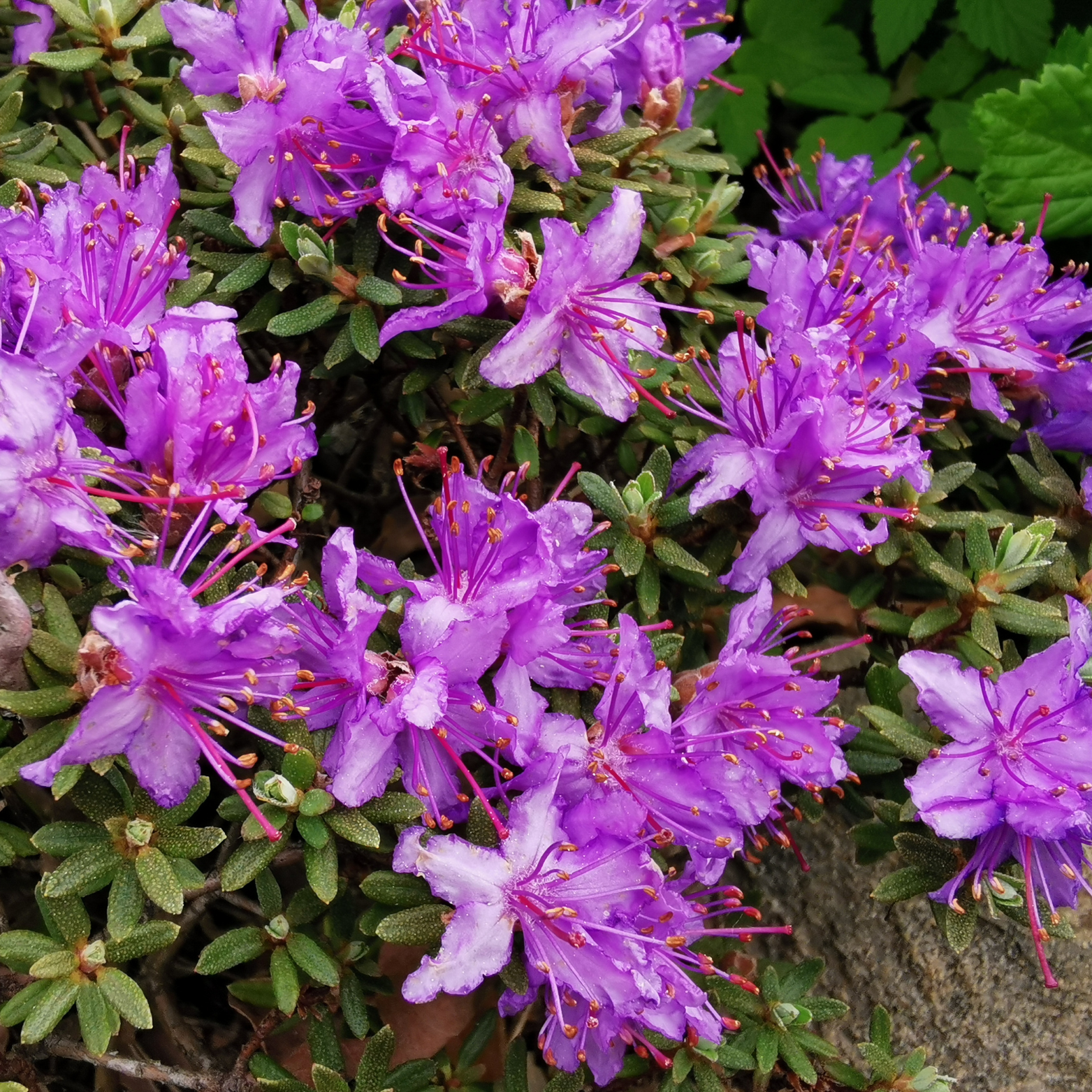 RHODODENDRON IMPEDITUM 'RONNY' Różanecznik gęsty