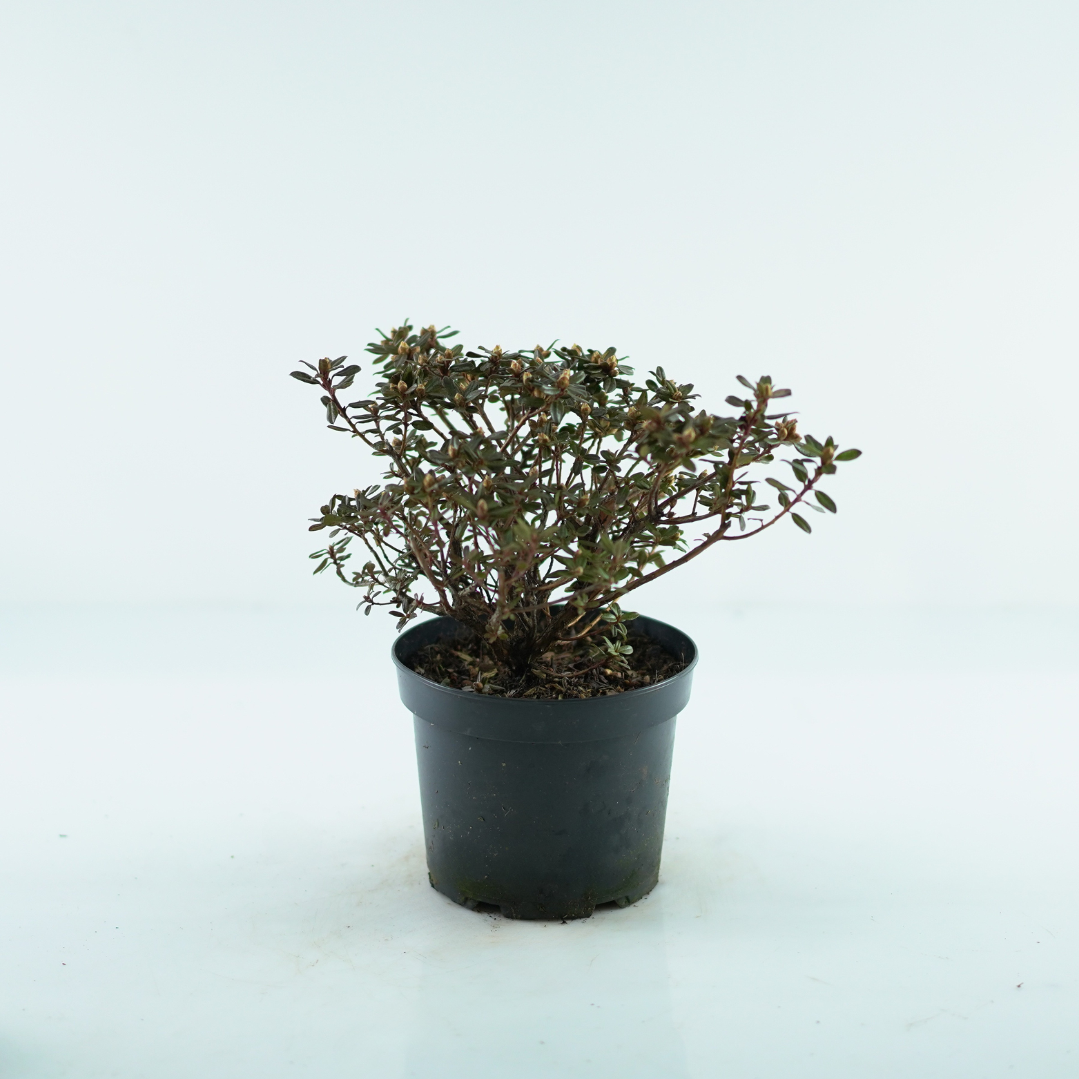 RHODODENDRON IMPEDITUM 'SAINT MERRYN' Różanecznik gęsty