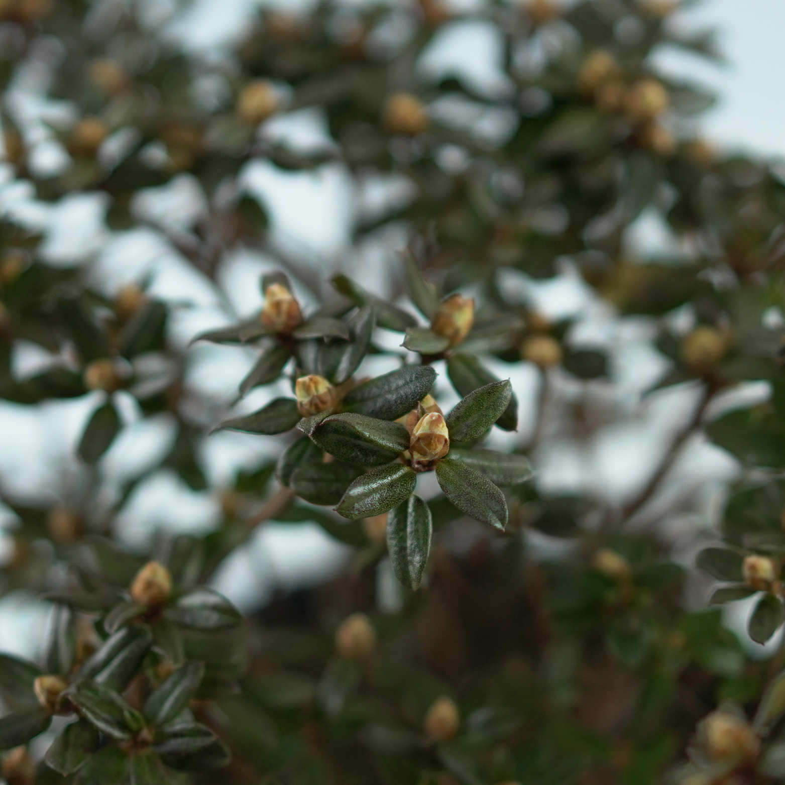 RHODODENDRON IMPEDITUM 'SAINT MERRYN' Różanecznik gęsty