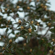 RHODODENDRON IMPEDITUM 'SAINT MERRYN' Różanecznik gęsty
