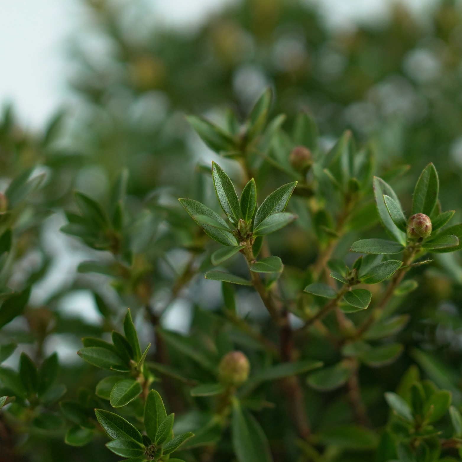 RHODODENDRON MICRANTHUM 'BLOOMBUX' Różanecznik drobnokwiatowy