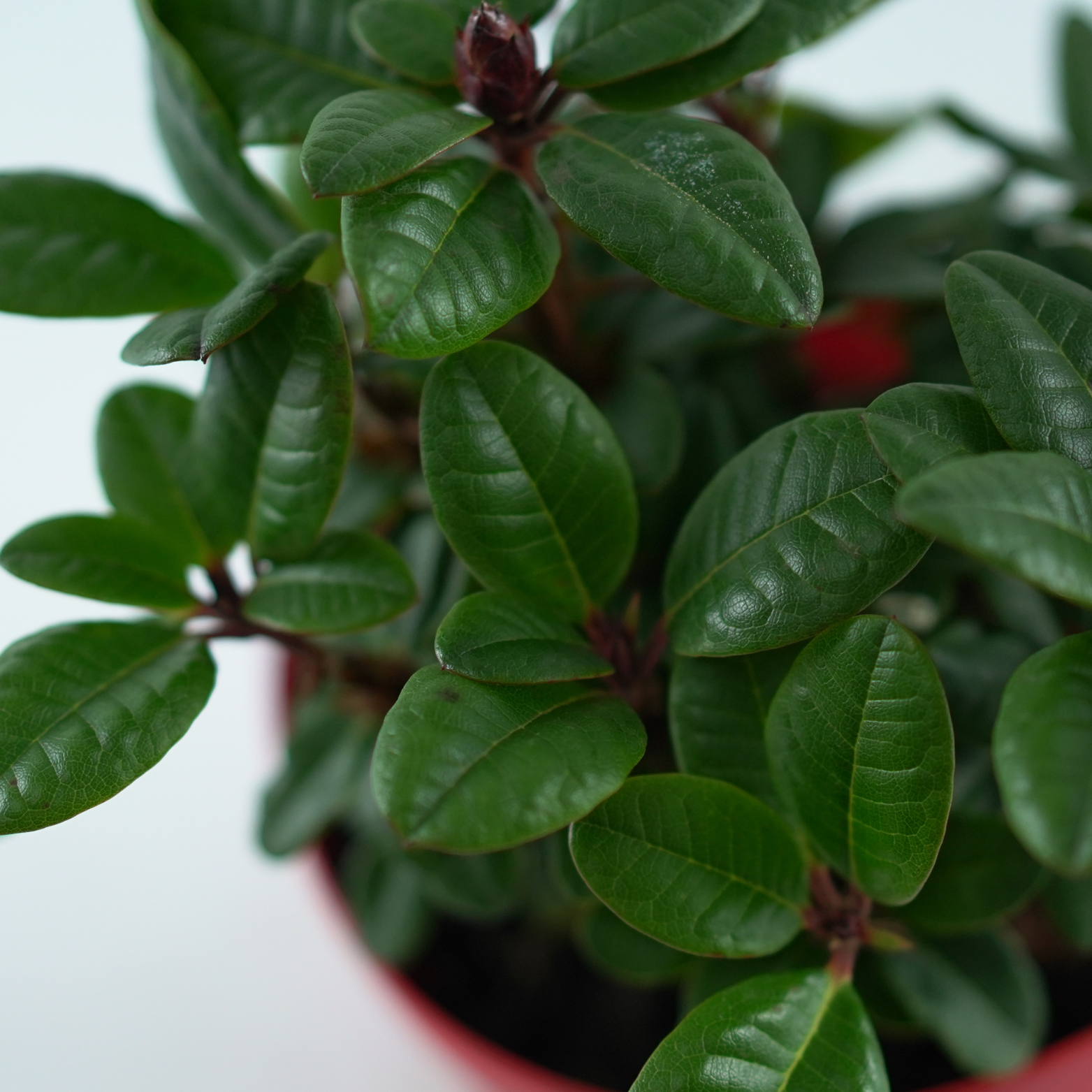 RHODODENDRON REPENS 'LILLY BELL LOVE' Różanecznik rozesłany