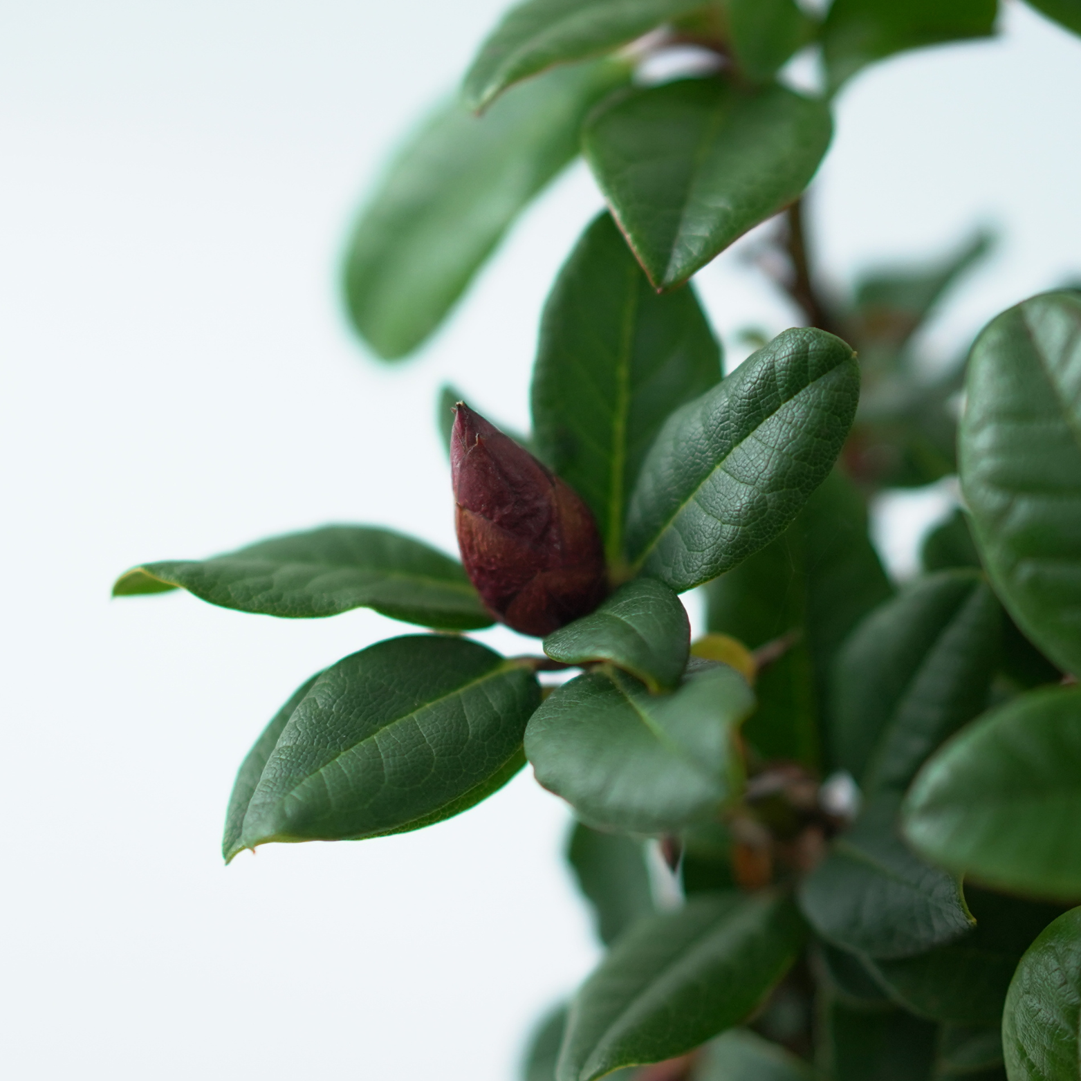 RHODODENDRON REPENS 'LILLY BELL LOVE' Różanecznik rozesłany