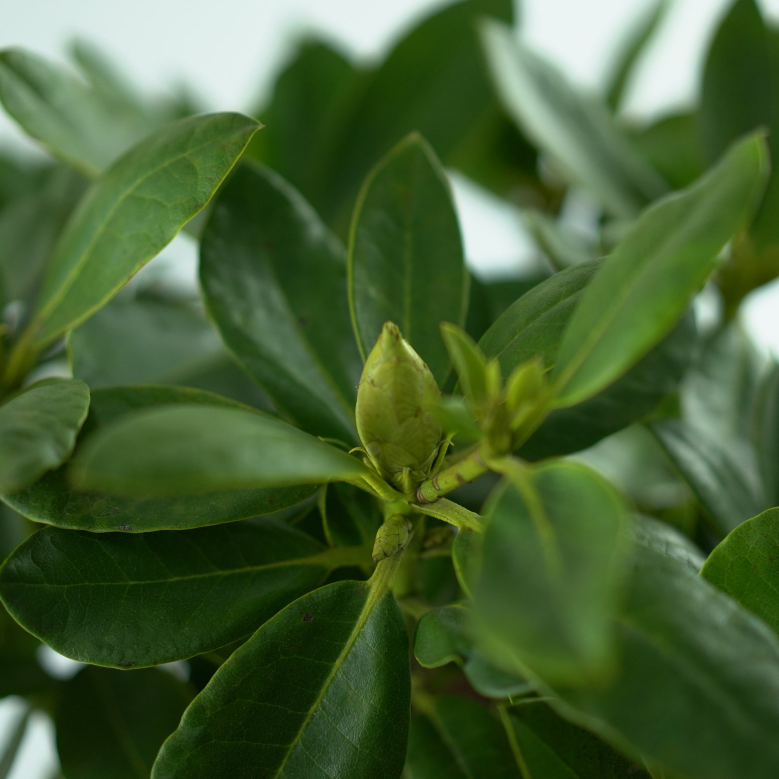 RHODODENDRON 'BELKANTO' Różanecznik
