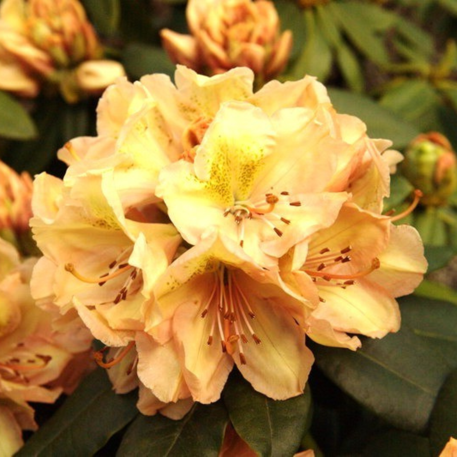 RHODODENDRON 'BELKANTO' Różanecznik