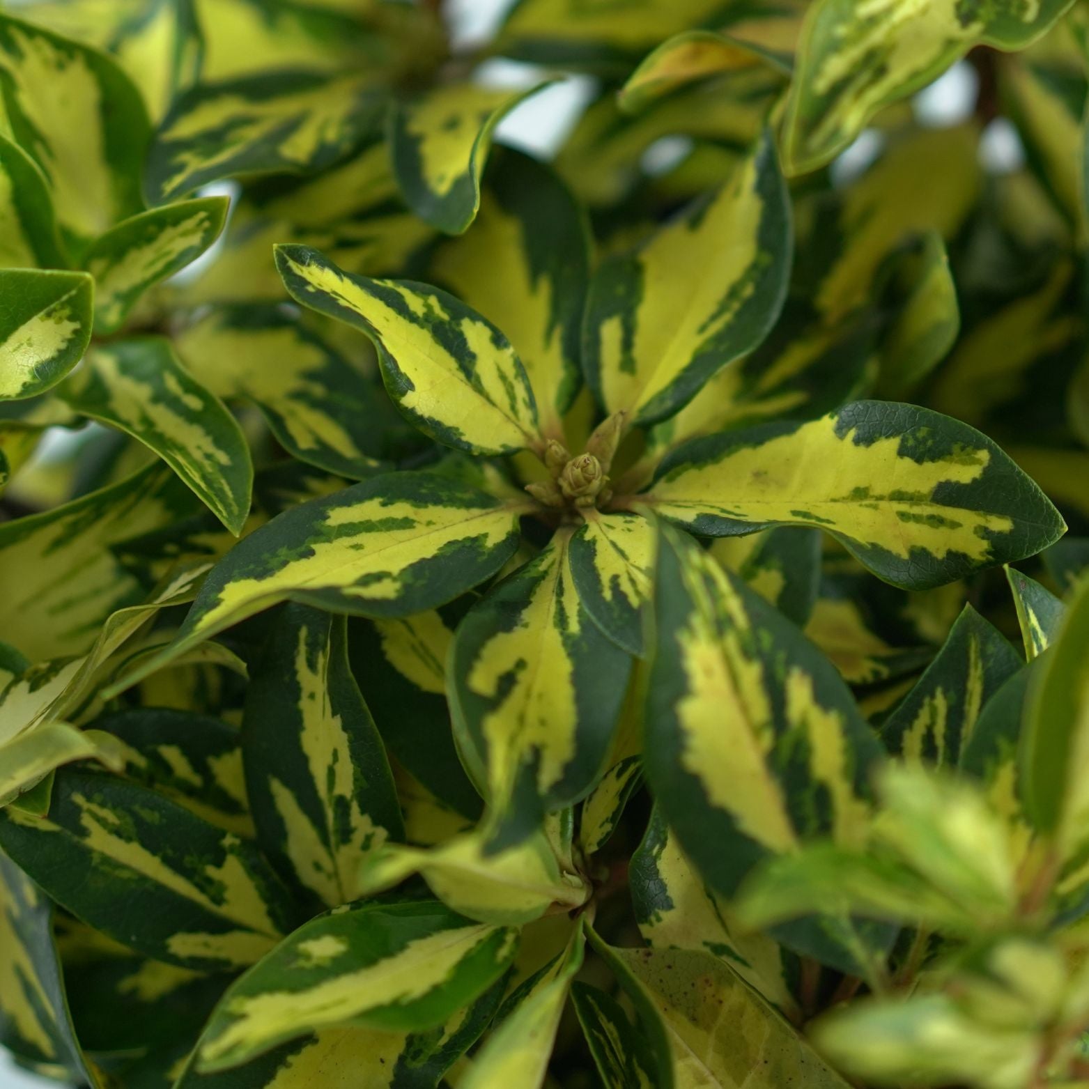 RHODODENDRON 'BLATTGOLD' Rododendron