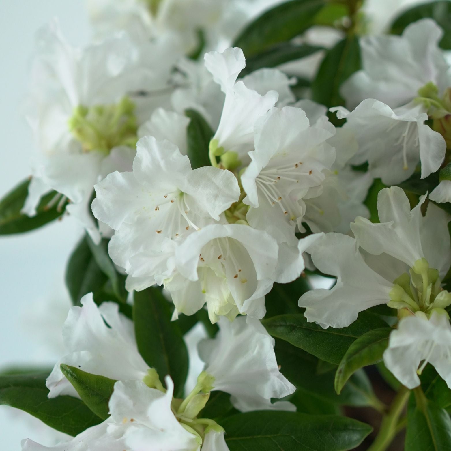 RHODODENDRON CAROLINIANUM 'Dora Amateis' Rododendron Różanecznik
