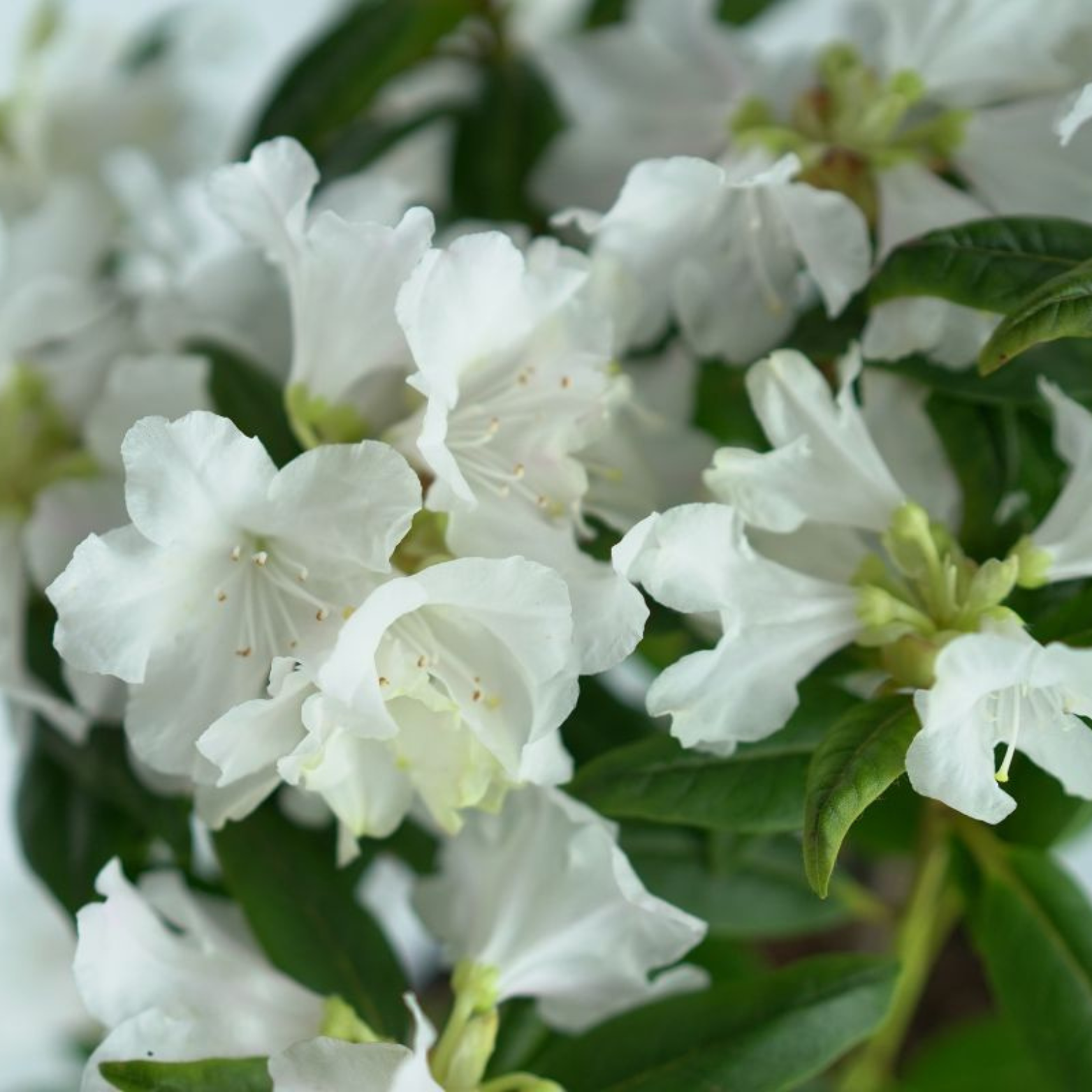 RHODODENDRON CAROLINIANUM 'Dora Amateis' Rododendron Różanecznik