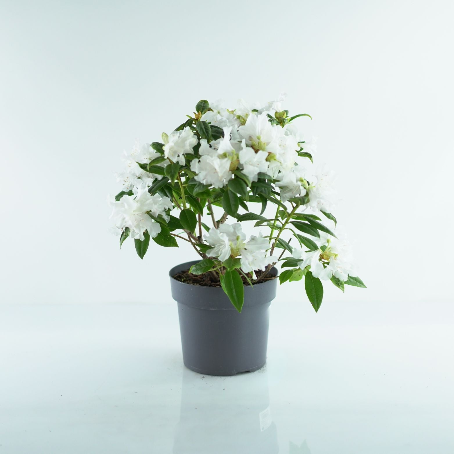 RHODODENDRON CAROLINIANUM 'Dora Amateis' Rododendron Różanecznik