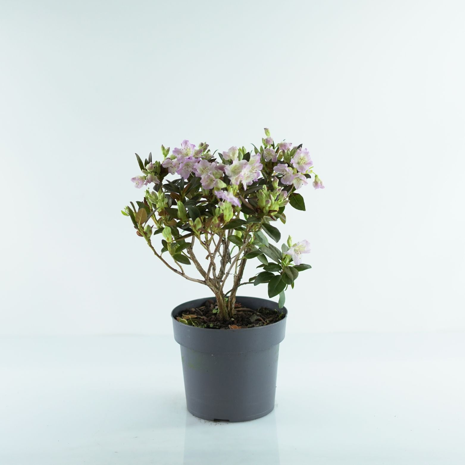 RHODODENDRON CAROLINIANUM 'Lavendula' Rododendron Różanecznik