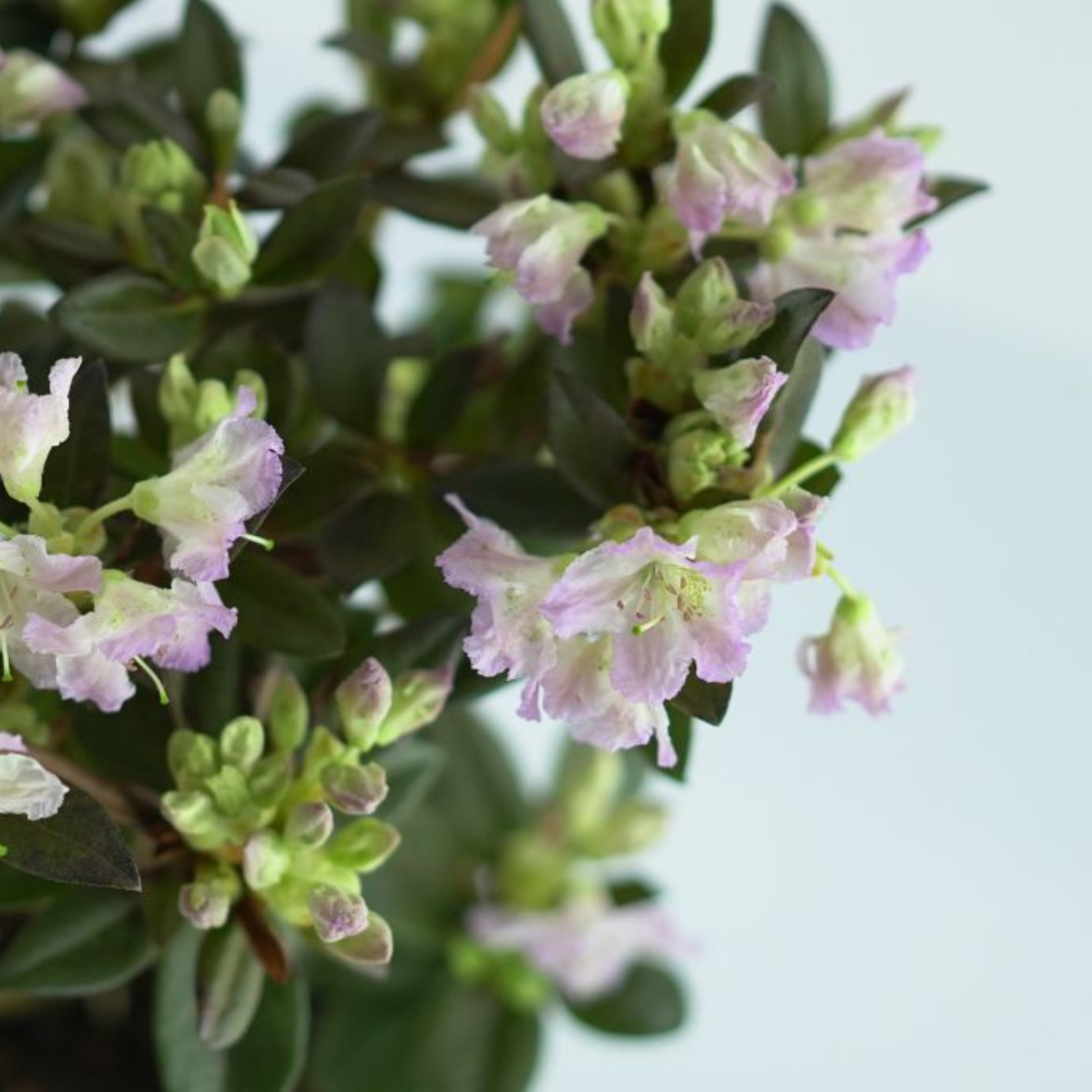 RHODODENDRON CAROLINIANUM 'Lavendula' Rododendron Różanecznik