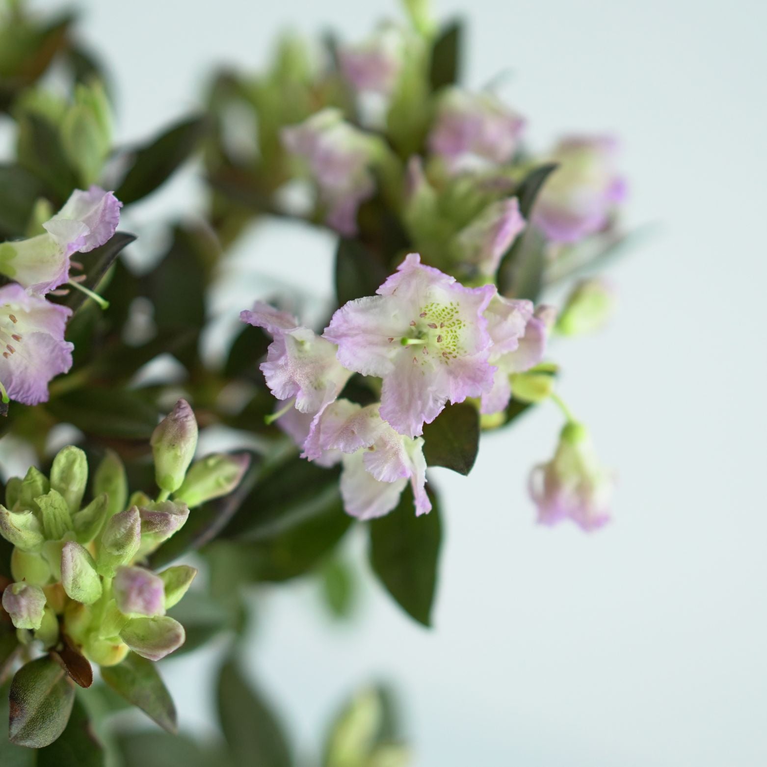 RHODODENDRON CAROLINIANUM 'Lavendula' Rododendron Różanecznik