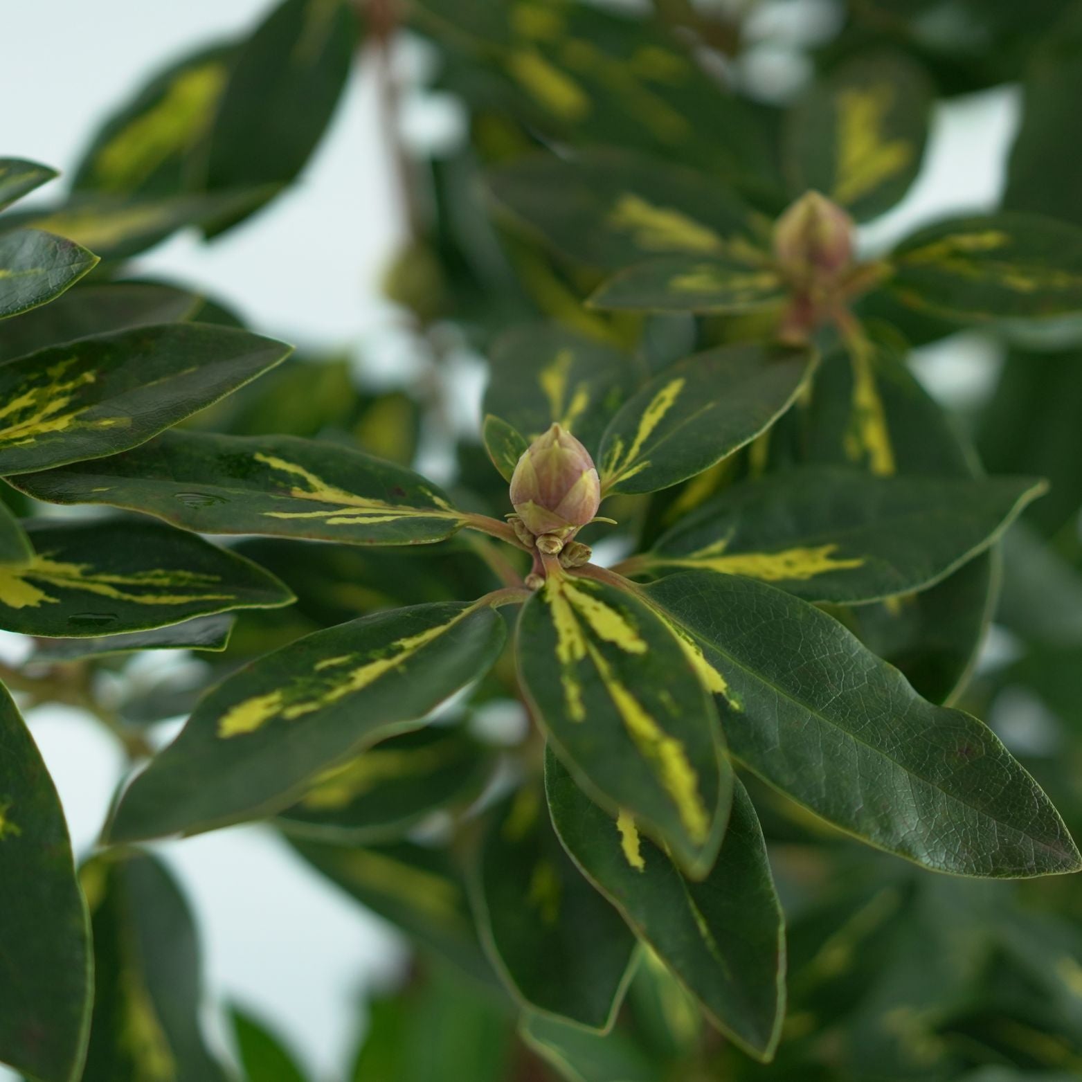 RHODODENDRON 'GOLDLFIMMER' Rododendron